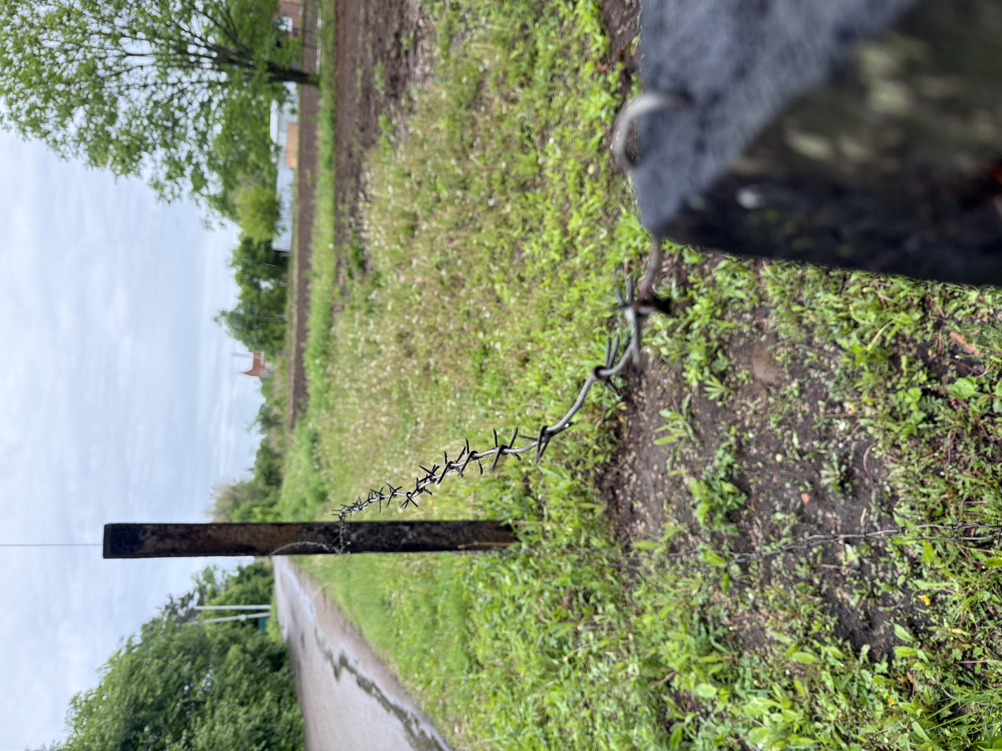 The scene depicts a semi-rural landscape in Pronkino, Russia, under overcast conditions. In the mid-ground, a dark, rectangular fence post stands vertically, serving as an anchor for a strand of barbed wire. This wire extends from a blurred, dark post in the immediate foreground, curving downwards and then upwards to attach to the central post. The barbed wire is metallic, featuring sharp, regularly spaced barbs, and appears weathered. To the left of the fence post, a wet asphalt road curves into the background, bordered by lush green grass and dense foliage. On the right side, the ground is covered in vibrant green grass and weeds, interspersed with small white flowers, transitioning into a tilled brown field in the background. A prominent deciduous tree with bright green leaves stands on the right. In the far distance, several structures are partially visible, including a building with a reddish-brown roof and a larger, white-sided structure. Utility poles are visible along the road on the left. No individuals or active interactions are present in the scene.