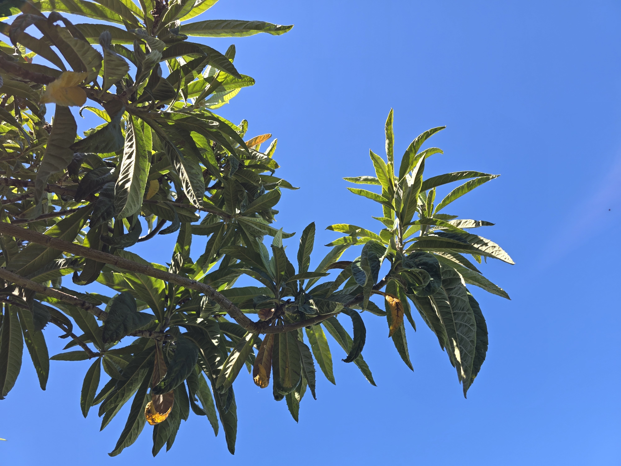 A low-angle shot displays the foliage of a tree set against a clear, bright blue sky. The leaves are mostly green, with a few showing signs of yellowing or browning. They are long, pointed, and textured, with visible veins. Some branches are visible, adding depth to the composition. The location is unspecified beyond the city of Unknown, Unknown. There are no people or other identifiable objects in the frame. The primary focus is on the natural elements.