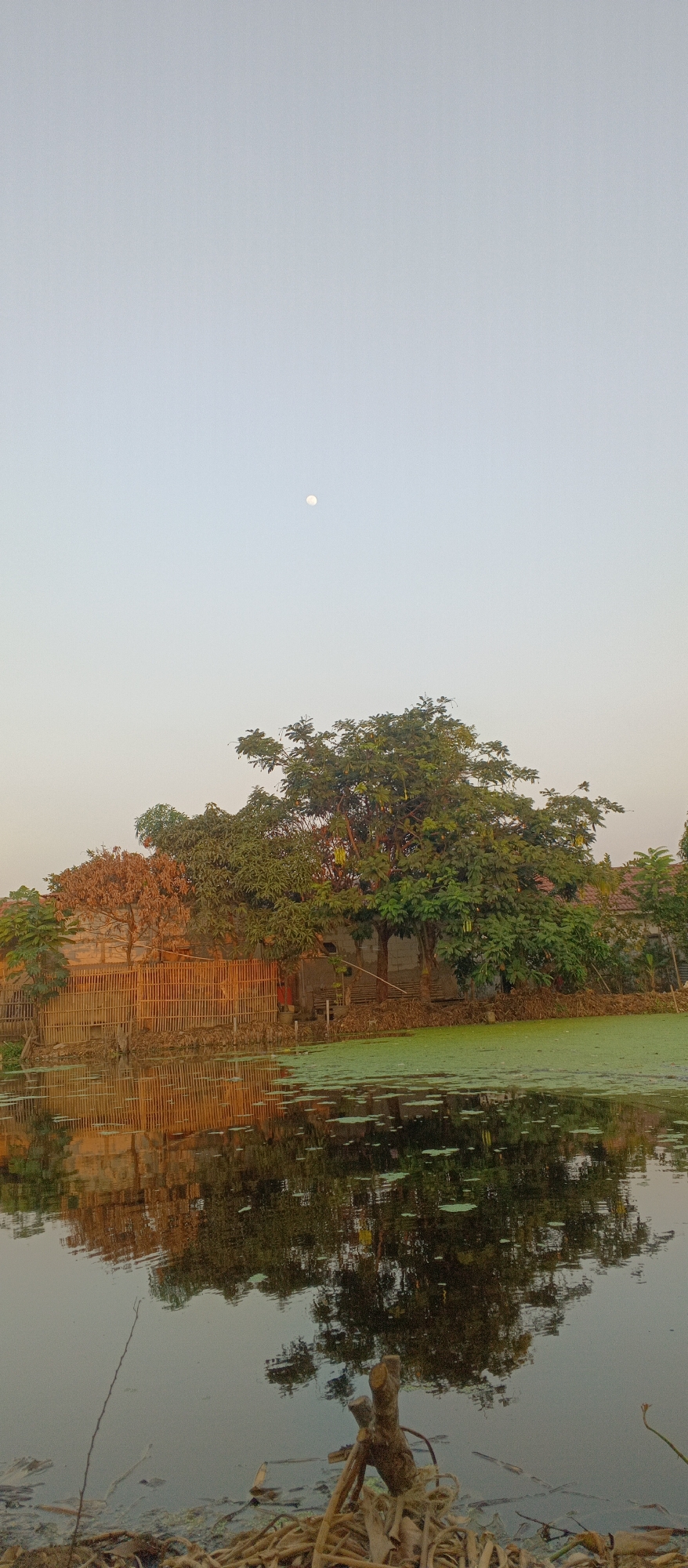 The image depicts a serene waterscape at what appears to be dusk or dawn, with a faint moon visible in the pale sky. In the foreground, the dark, still water reflects the surroundings with some debris floating on its surface. A cluster of dried branches and roots is visible along the edge of the water.
The middle ground is dominated by a body of water covered with a layer of green aquatic plants, possibly duckweed. Behind this, a fence made of bamboo or similar material stretches across the scene, separating the water from a densely vegetated area. Several trees with lush green foliage stand tall, some with evidence of dry or yellowing leaves, suggesting a change in season. A structure, possibly a house or outbuilding, is partially visible behind the fence and trees, appearing weathered with a brick or concrete facade.
The overall impression is one of a quiet, rural setting, potentially in a location like Sukahurip, Indonesia, given the tropical vegetation and simple structures. There are no people visible in the image, and the environment appears tranquil and undisturbed.