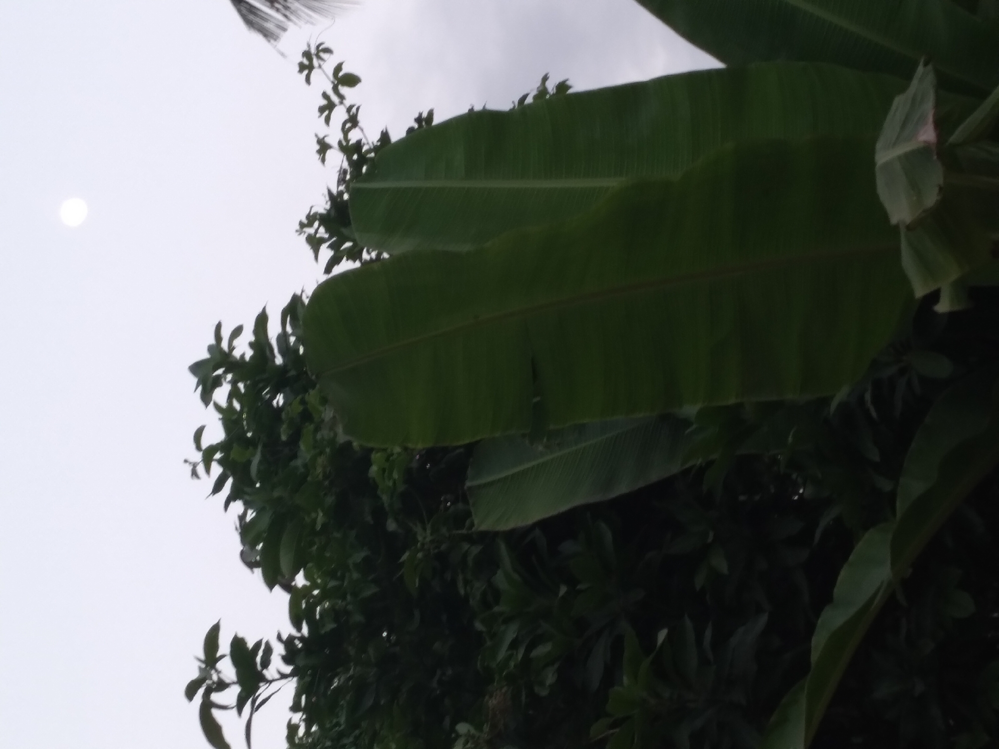 An overcast sky is visible above a cluster of lush, dark green foliage and large banana leaves in Pandak, Indonesia. A faint, pale circle, likely the moon, is discernible in the upper right quadrant of the sky. The image appears to be taken outdoors, possibly in a garden or rural area.