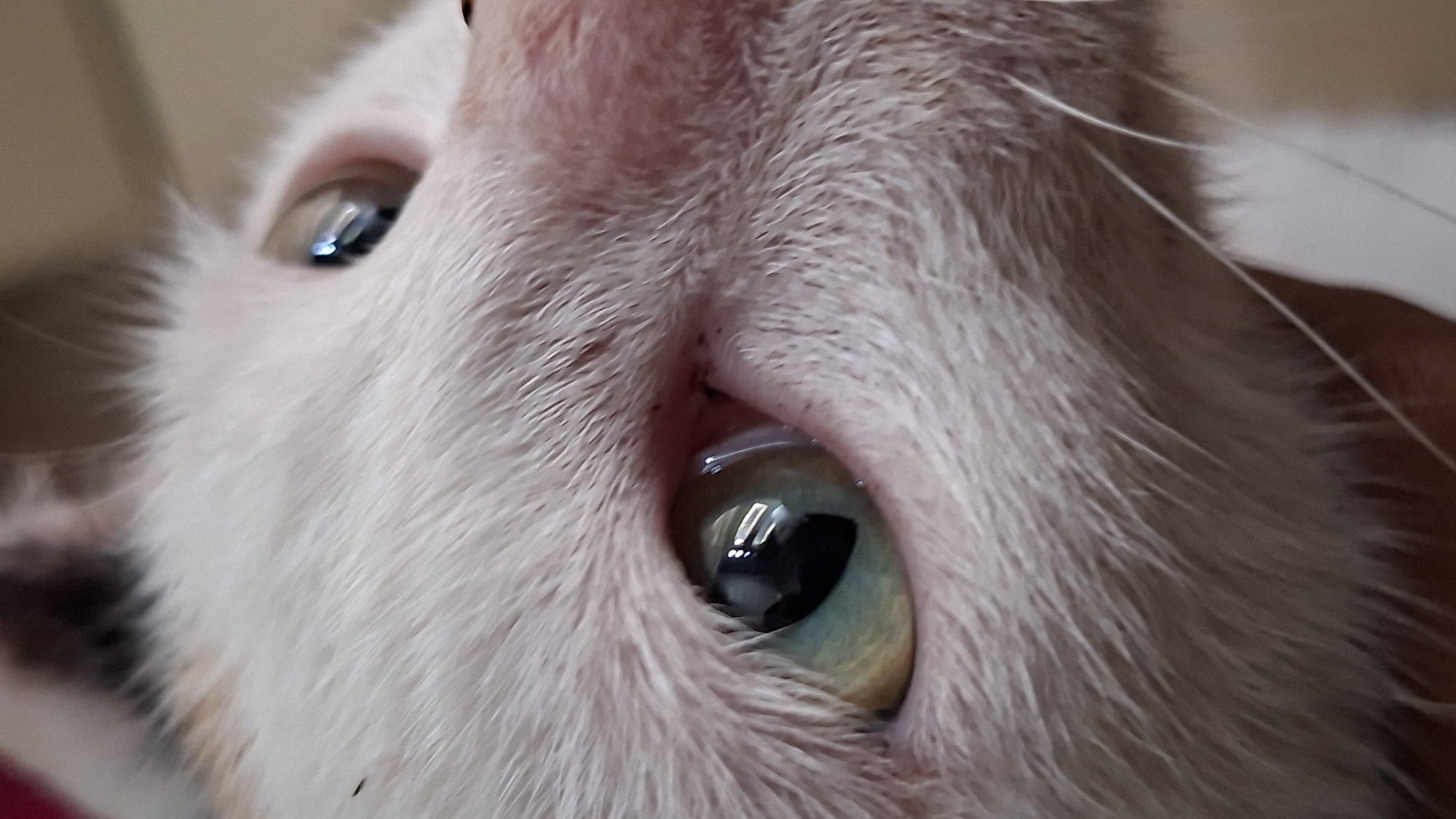 This is an extreme close-up, low-angle shot of a cat's face, focusing on its eyes and fur. The cat has white fur with some patches of calico coloring, particularly near the top of its head. Both eyes are visible, with the left eye being larger and more in focus. The iris of the left eye is a striking green and yellow, with a black pupil. The right eye is partially obscured and appears to have a more silvery-blue hue, also with a dark pupil. The cat's fur is fine and soft, with some longer whiskers extending outwards. There are dark specks on the fur, likely dirt or possibly flea debris. The background is blurred and appears to be an indoor setting with warm, neutral tones. There is no indication of the cat's location within Pie, Indonesia.