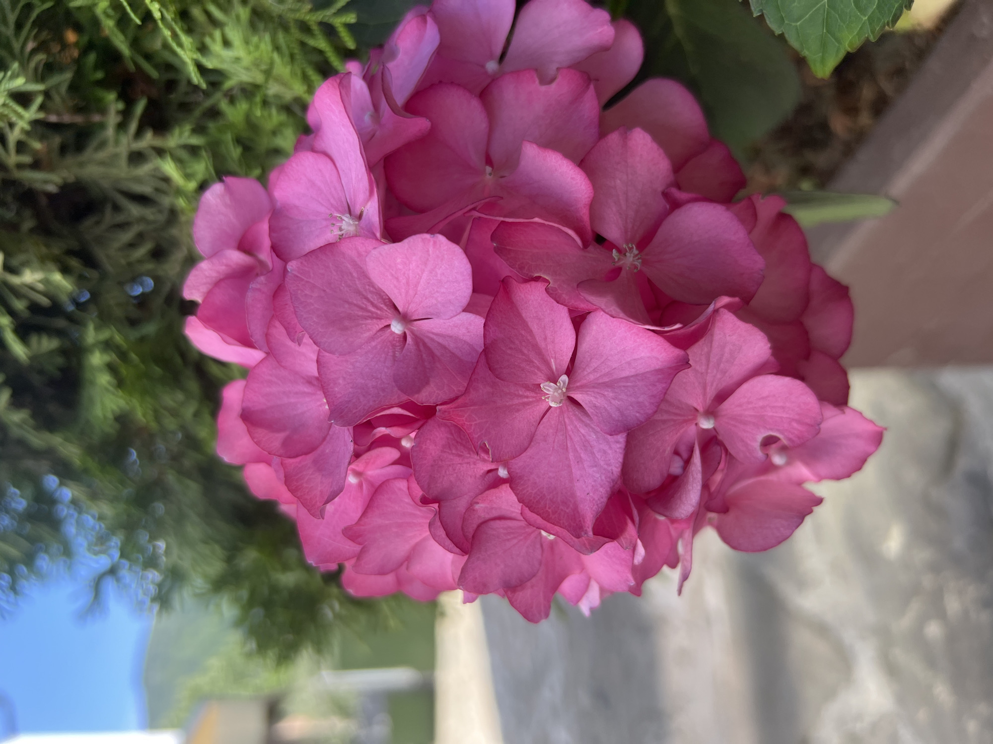 A close-up shot focuses on a vibrant pink hydrangea flower. The flower is composed of numerous small, delicate petals clustered together, forming a large bloom. The petals have a slightly textured surface and exhibit variations in shading from a bright pink to a deeper magenta. Some of the petals show the faintest hint of a lighter, almost white, center where they connect. The background is softly blurred, with hints of green foliage from a nearby evergreen plant, suggesting an outdoor setting. To the left and in the distance, a hazy view of a building and hills under a blue sky can be observed, hinting at a location like Yaremche, Ukraine, known for its natural beauty and mountainous terrain. The image is captured in natural light, casting subtle shadows and highlighting the flower's intricate details.