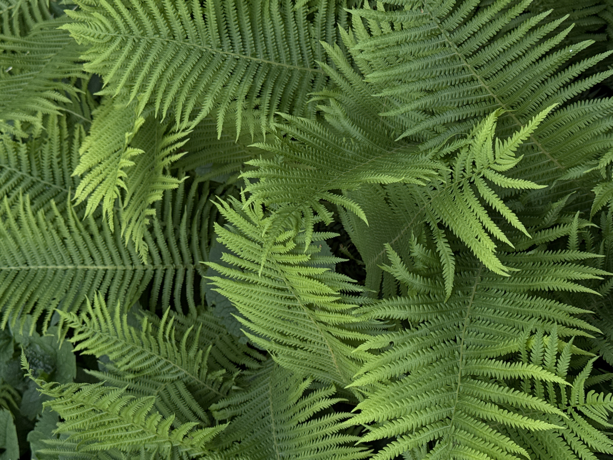 The image is a close-up, overhead view of lush green fern fronds. The ferns are densely packed, creating a textured canopy of overlapping leaves. The lighting suggests an outdoor environment, likely in a shaded area due to the deep greens and subtle shadows. There are no people or man-made objects visible. The scene depicts a natural botanical setting, likely a forest floor or a cultivated garden. There is no information in the image that would allow for the identification of its specific location in the city of Chaikovsky, Russia.