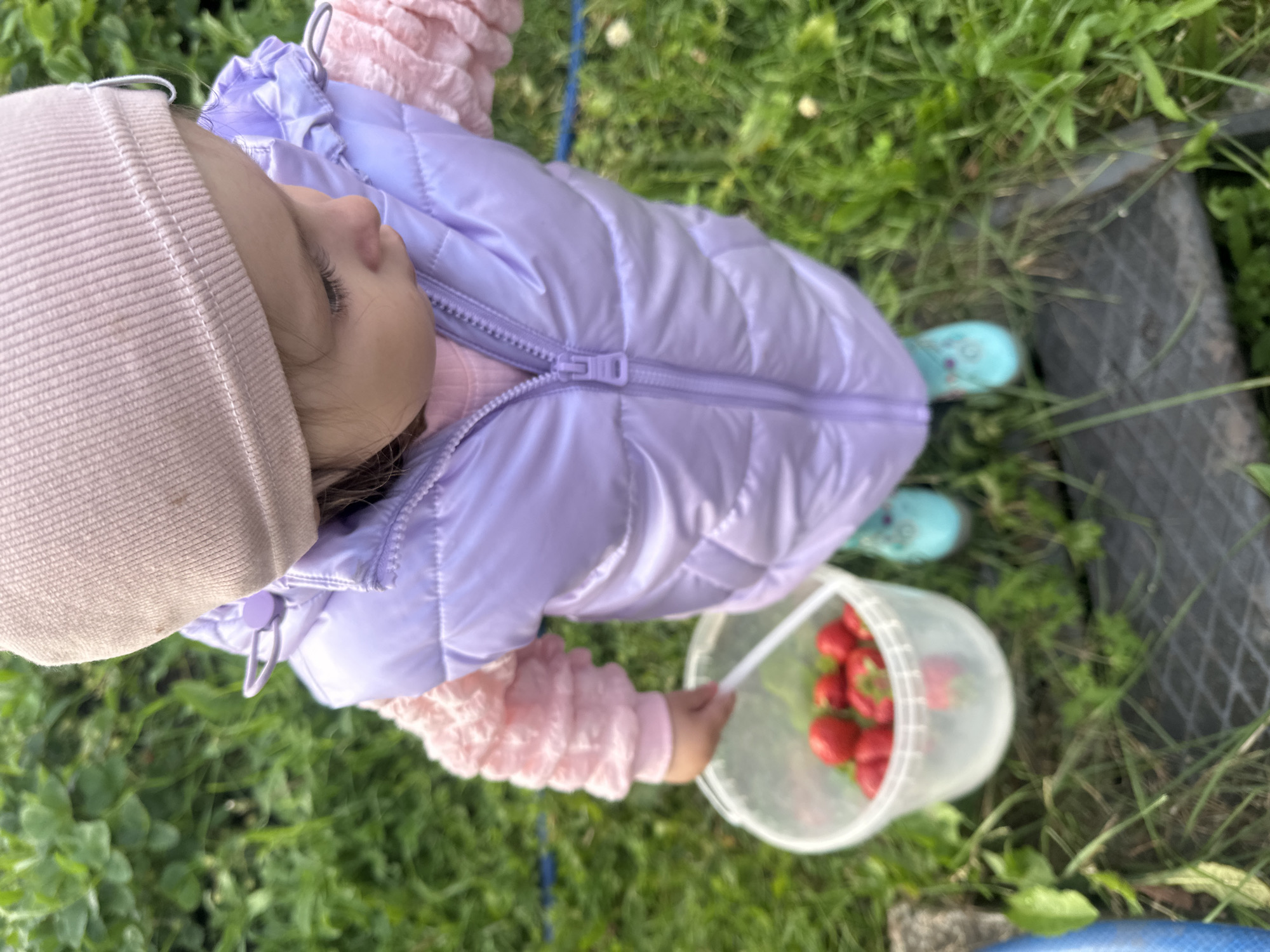 A young child, wearing a light pink beanie, a pale lavender puffer vest, and a pink textured sweater, is shown from a top-down perspective outdoors. The child is looking downwards with their eyes partially closed, suggesting a peaceful or focused state. They are holding a white plastic bucket filled with ripe, red strawberries. The child's feet are clad in light blue rubber boots with a subtle pattern. The scene appears to be set in a grassy area, with green grass and some scattered plants visible. The lighting suggests it is daytime. The overall impression is of a child engaged in picking strawberries in a natural outdoor setting, possibly a garden or field. There are no visible text elements in the image.