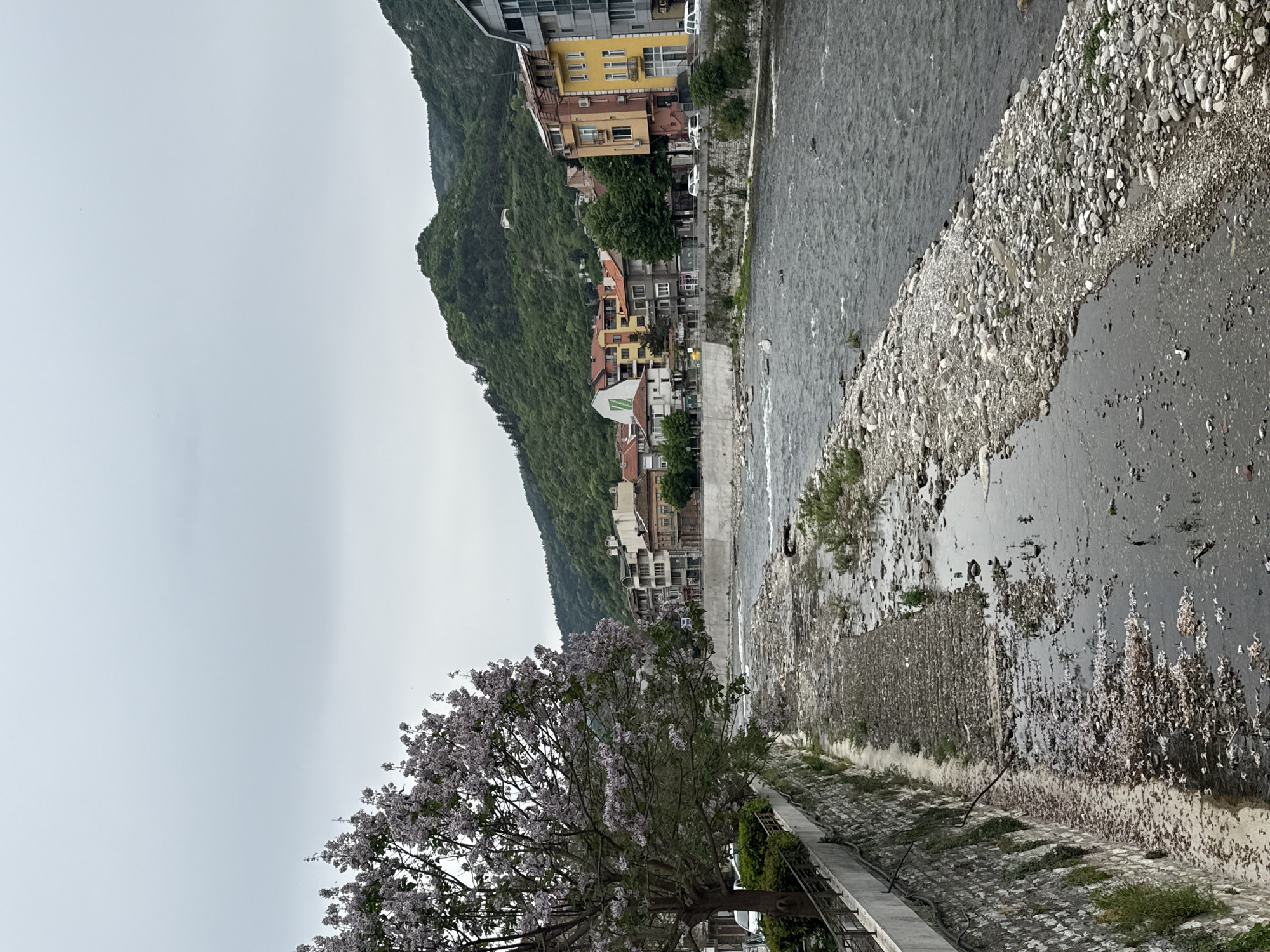 A medium-angle, full, vertical shot shows a river flowing through Asenovgrad, Bulgaria. The river occupies the center of the frame, running from the top to the middle. Its banks are lined with rocks and sparse vegetation. To the left of the river are buildings, some yellow and orange, set against a tree-covered mountain slope. The sky is overcast. In the foreground on the left, a flowering tree is visible. A retaining wall with a metal fence separates the tree from the river.