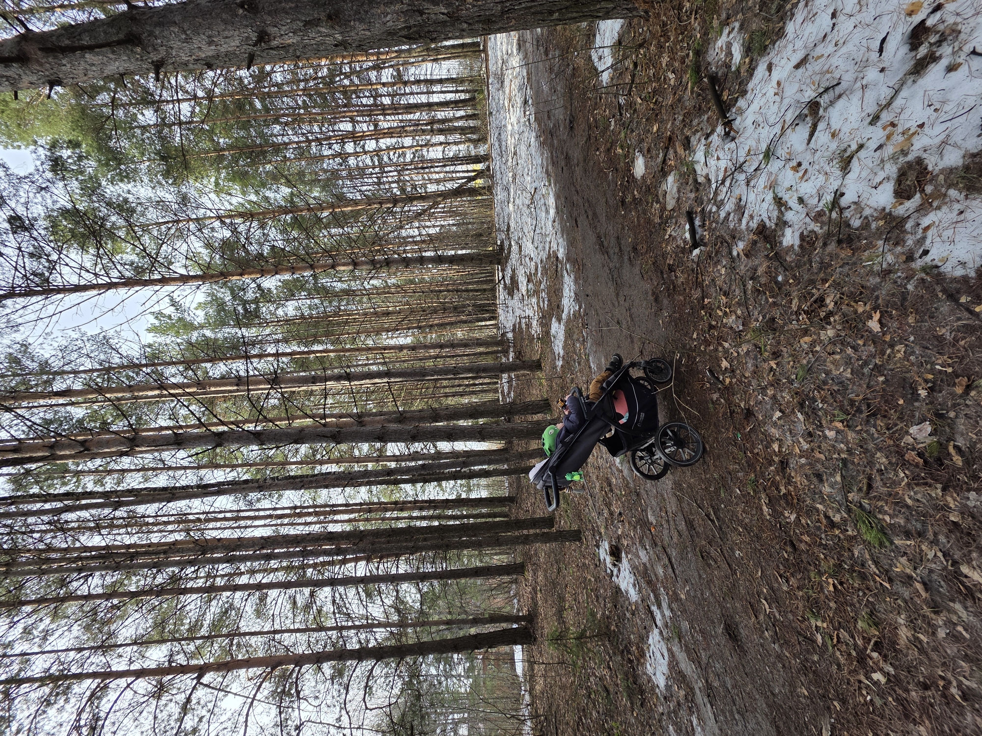 A landscape orientation photograph depicts a path in a forest in the city of Chaikovsky, Russia. The trees are tall and dense, with many thin bare branches in the bottom half of the frame and green needle-like leaves near the tops. The path is dirt and mud, with some patches of melting snow. A stroller containing a person is on the path. The environment appears to be rural and overgrown.