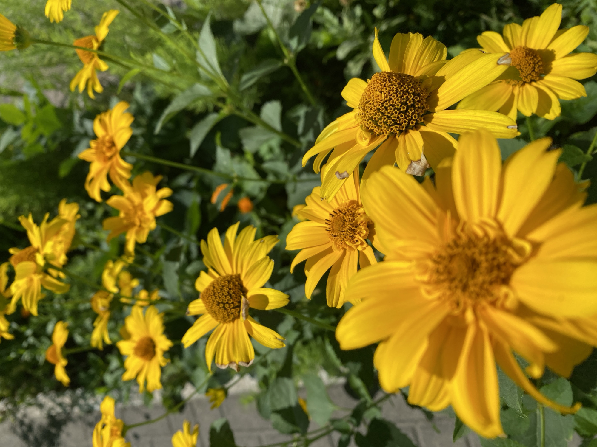 The image shows a close-up of several bright yellow daisy-like flowers with brown centers, likely in a garden setting. The flowers are in various stages of bloom and some have slightly wilted petals. The background is blurred, but appears to be green foliage and some grey paving stones, suggesting an outdoor urban environment. The lighting indicates it is daytime, with strong sunlight creating shadows. There are no people or animals visible in the image. The image is a still photograph and does not depict any actions or interactions. It is not possible to determine the specific location in Lida, Belarus from the visual information provided.