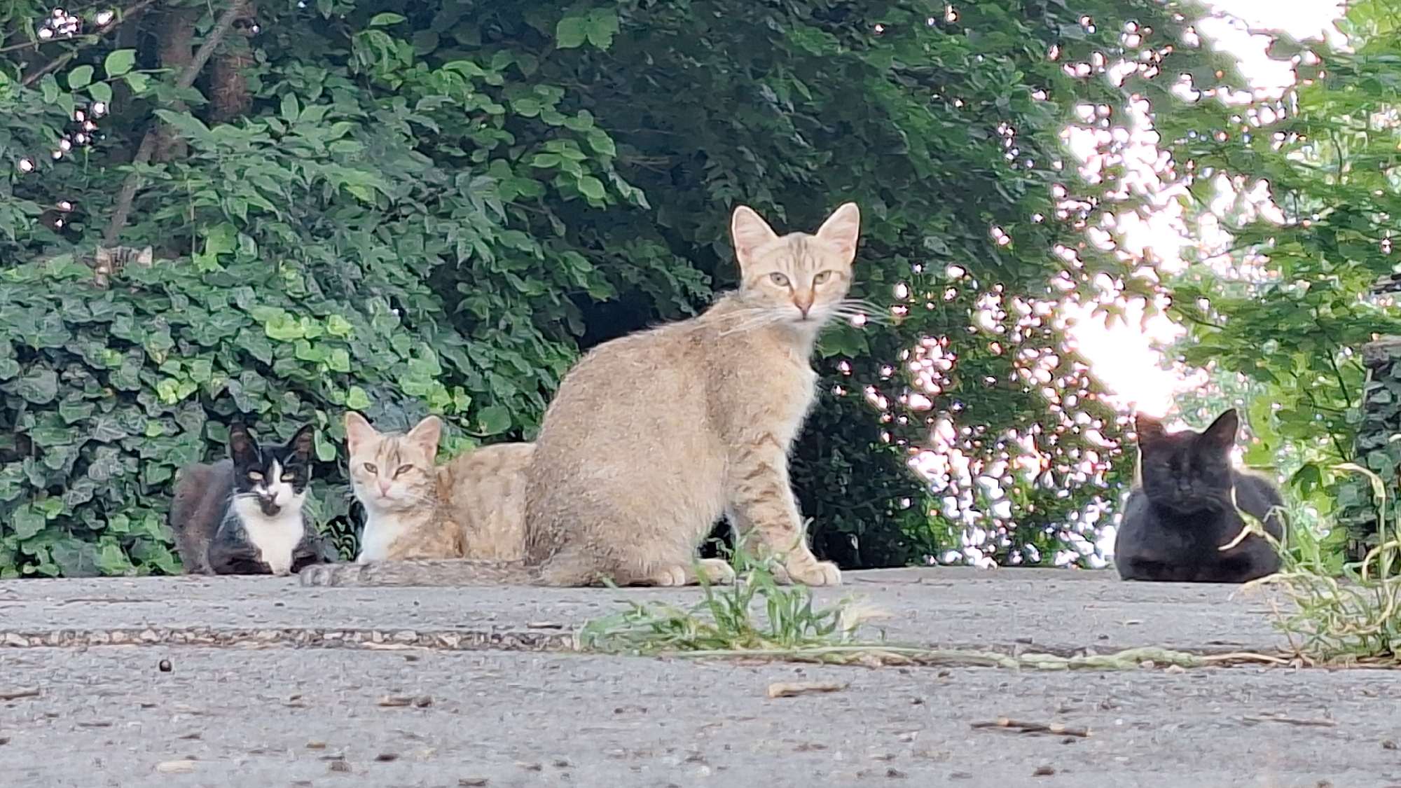 Four cats are situated on a concrete surface in Varna, Bulgaria, with a dense green hedge and foliage providing a backdrop. From left to right, the first cat is a bicolored black and white feline, lying down and facing forward. Adjacent to it is a light brown tabby cat, also lying down and looking forward with its head tilted slightly. The third cat, a larger light brown tabby, is sitting upright and facing the viewer, with its body angled to the right. The furthest right cat is a solid black feline, lying down and facing forward. The concrete surface appears weathered and textured, with patches of dry grass growing on it. The lighting suggests an outdoor setting during daylight, with sunlight filtering through the leaves, creating a dappled effect. The scene conveys a sense of calm observation, as the cats appear to be resting or watching their surroundings.