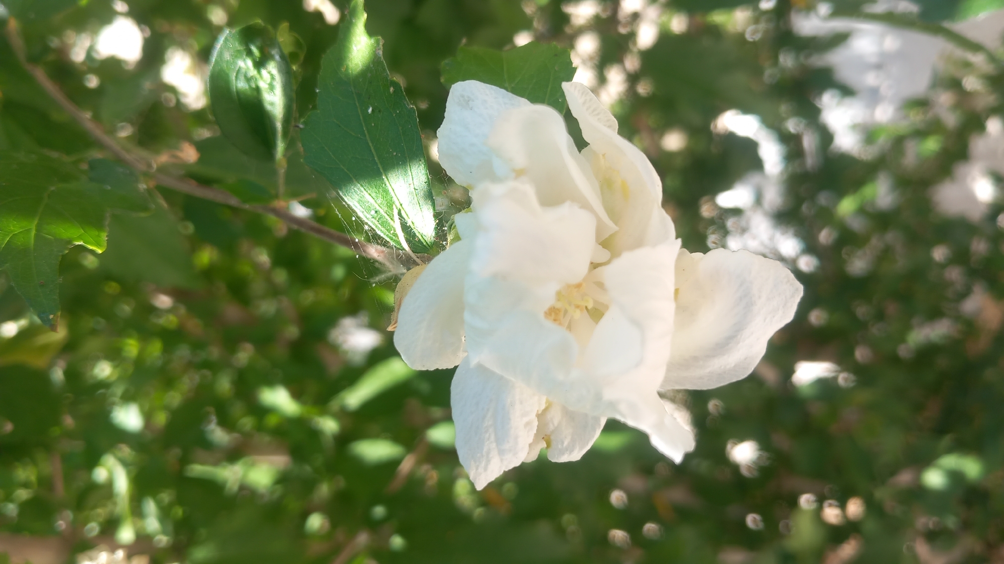 The image depicts a close-up, vertical shot of a white flower with multiple ruffled petals. The flower is in focus, while the background of green leaves and foliage is blurred with bokeh effects. A delicate strand of spiderweb is visible on a leaf to the right of the flower. The lighting suggests it is daytime, with sunlight filtering through the leaves and creating shadows. No specific location within the city of Kos, Greece, can be identified from the image.
