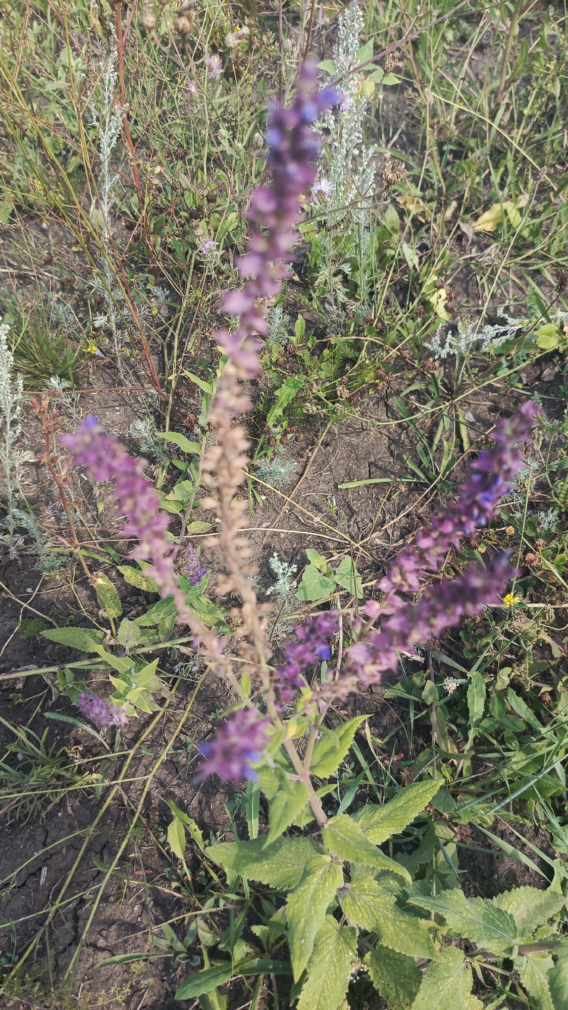 The image shows a close-up view of a plant with purple flowers and green leaves, growing in dry, cracked soil. The plant is surrounded by other wild vegetation, including tall grasses and smaller plants with silvery leaves. The lighting suggests it is daytime, possibly late afternoon, with sunlight casting shadows on the ground. The overall scene depicts a natural, uncultivated area. The location is identified as Ivanovksiy, Russia. No people or specific actions are depicted.