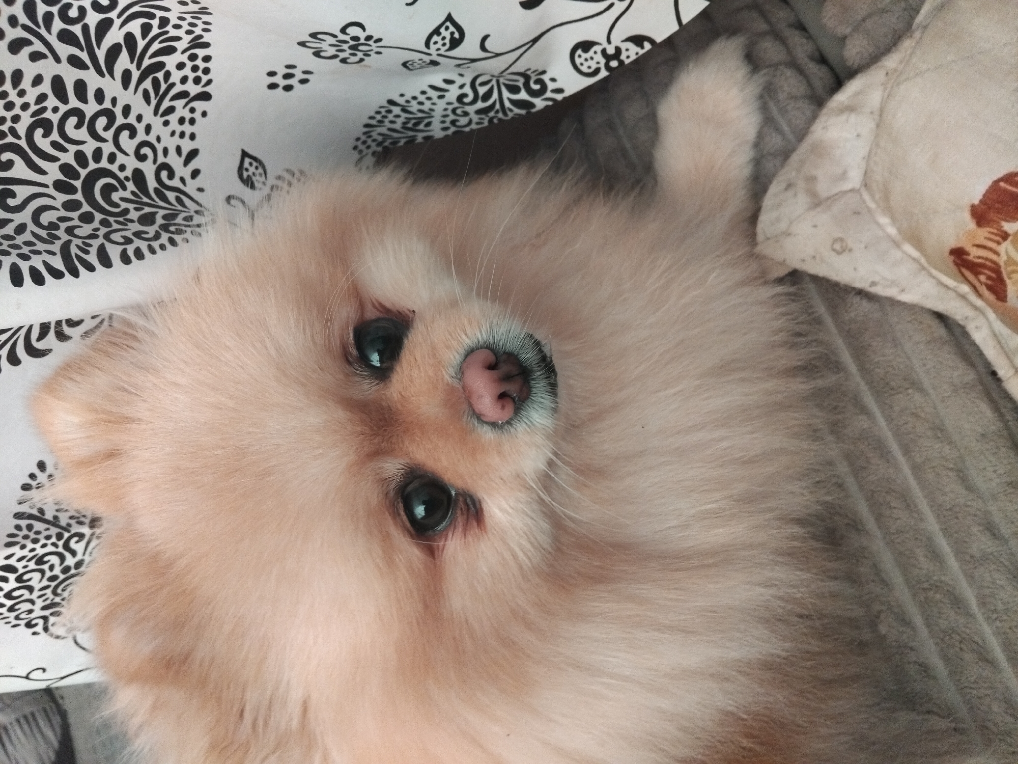 The image is a close-up portrait of a light-colored Pomeranian dog. The dog is lying down on a textured surface, possibly a blanket or cushion, with a patterned fabric in the background. The dog's face is the primary focus, with its eyes, nose, and fluffy fur clearly visible. The lighting appears to be soft, highlighting the dog's features. There is no identifiable location in the city of Apriltsi, Bulgaria, or any other specific geographic details present in the image. The scene is static and depicts a domestic setting.