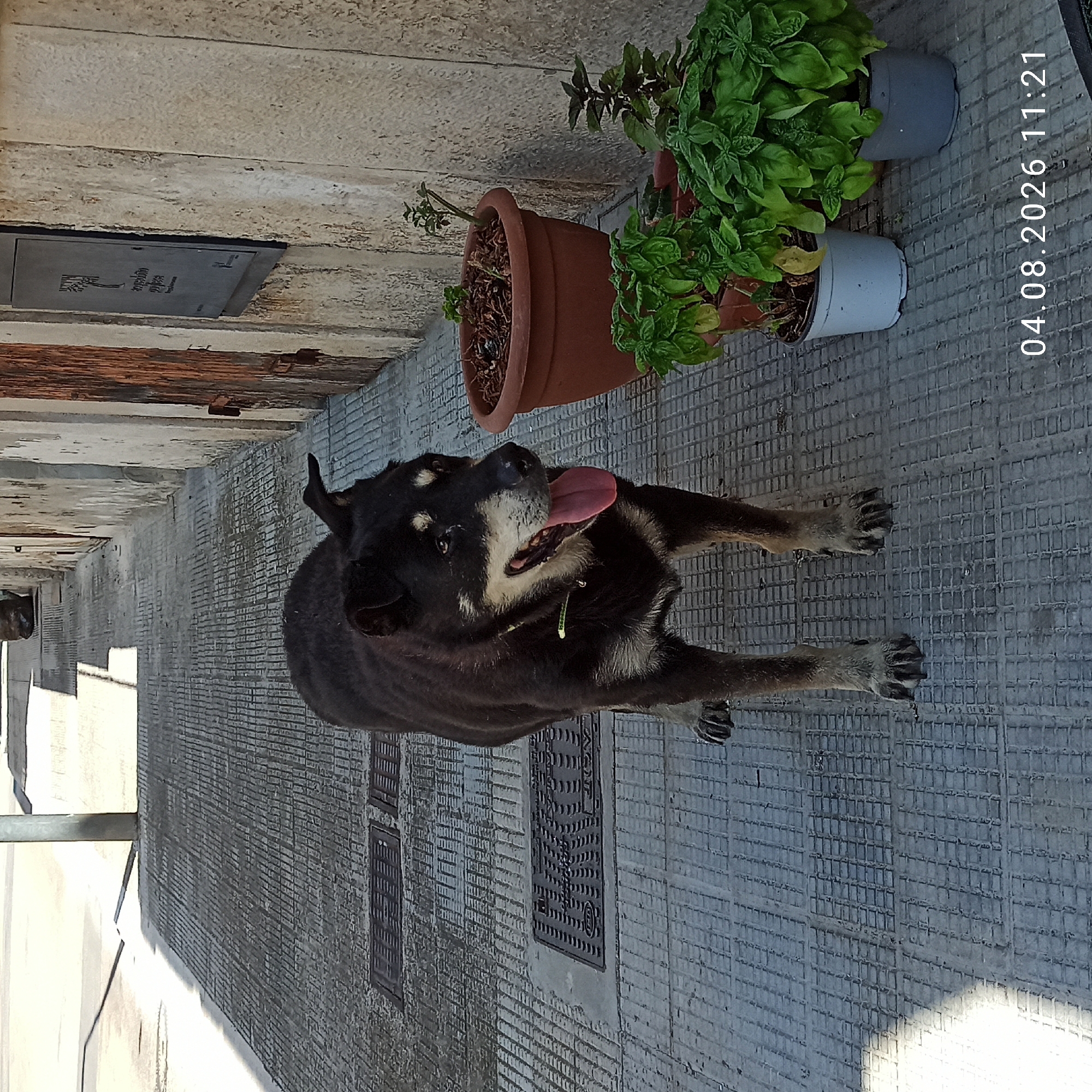 A black and tan dog with its tongue out stands on a textured tiled sidewalk in Bitonto, Italy. The dog is facing the camera and appears to be panting. To the right of the dog, there are three potted plants. The sidewalk is bordered by a wall on the right, which has a wooden door and a metallic plaque. In the background, there is a street lamp post casting a shadow on the sidewalk. The image is dated 04.08.2026 at 11:21.