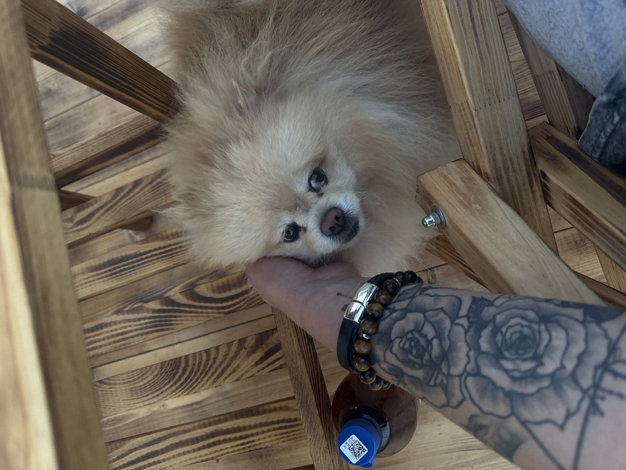 The image shows a Pomeranian dog being petted by a person's hand. The dog is light brown and fluffy, with dark eyes and a pink nose. The person's hand is resting on the dog's head, and their arm is visible with tattoos of roses. A bottle with a blue cap and a QR code is on the left side of the image. The scene appears to be indoors, with wooden flooring and furniture. The overall setting suggests a casual and affectionate interaction between the person and the dog. The image was taken in Русская Борковка, Russia.