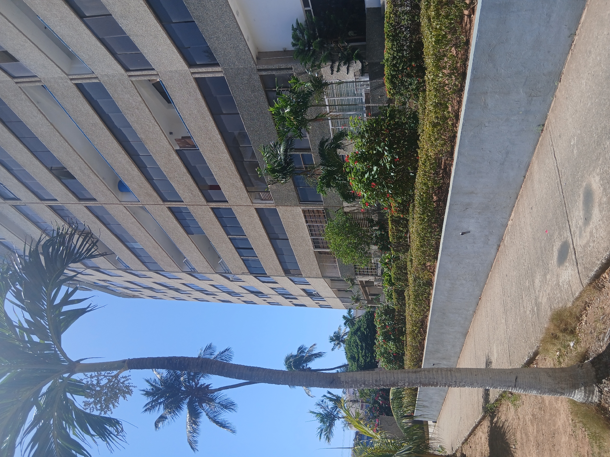 The image shows a tall, multi-story building in Porlamar, Venezuela, characterized by a repetitive pattern of windows framed by concrete. The building is positioned adjacent to a paved walkway bordered by a concrete retaining wall and a dense row of shrubbery with red flowers. Several palm trees are visible, their trunks extending from the foreground into the sky. The sky is clear and blue.