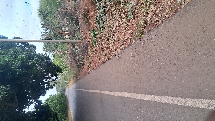 An asphalt road with a white line runs into the distance, bordered on the right by brown vegetation and trees. On the left, trees and a utility pole are visible against a blue sky. The camera angle is low, emphasizing the road's length. Power lines cross the sky above the road. The scene is mostly natural, with the road cutting through the foliage.