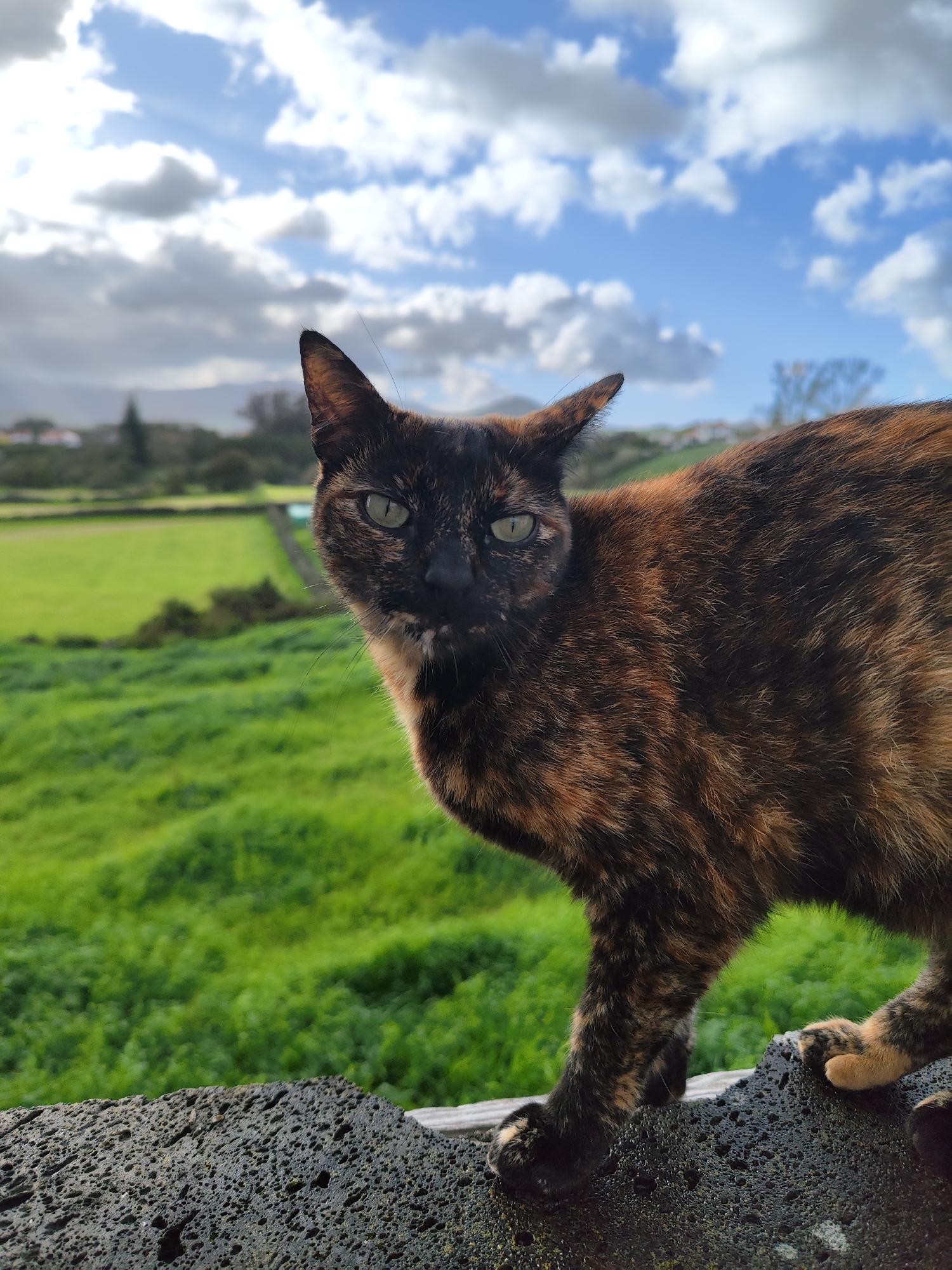 A tortoiseshell cat stands on a dark, porous rock surface, likely volcanic. Lush green fields stretch out behind the cat, dotted with trees and buildings, suggesting a rural landscape. The background includes a partially cloudy sky, with blue patches visible. The photograph was taken in Ribeira Grande, Portugal.