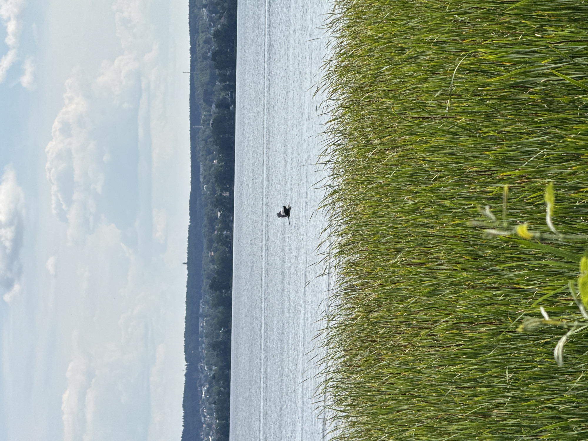 The image depicts a serene natural landscape. In the foreground, a dense growth of tall, green reeds lines the bottom of the frame, obscuring the immediate shoreline. Beyond the reeds, a wide expanse of calm, grey water stretches towards the horizon. A single bird, appearing to be in flight with wings outstretched, is captured mid-air over the water, positioned slightly to the left of the center. In the background, a distant treeline forms a dark green band across the horizon, behind which a faint line of buildings and structures suggests a populated area, possibly a town or city. The sky above is a pale blue, dotted with fluffy white clouds. The overall impression is one of a peaceful, natural setting, likely a lake or large riverbank, with a hint of civilization in the distance.