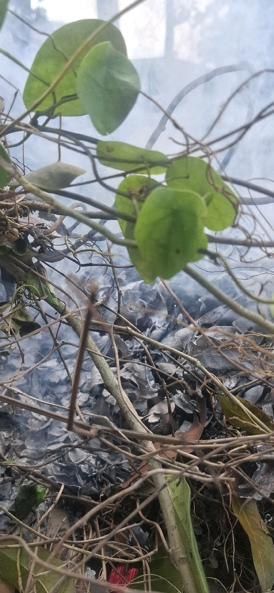The image shows a close-up of dry branches and green leaves interwoven. In the background, there is a layer of dark, dry leaves and debris, partially obscured by a thin layer of smoke or mist. The lighting suggests an outdoor environment, potentially during daylight. The scene does not contain any identifiable human figures or specific landmarks to pinpoint a location within Jiwut, Indonesia. The overall impression is one of natural decomposition and possibly controlled burning.
