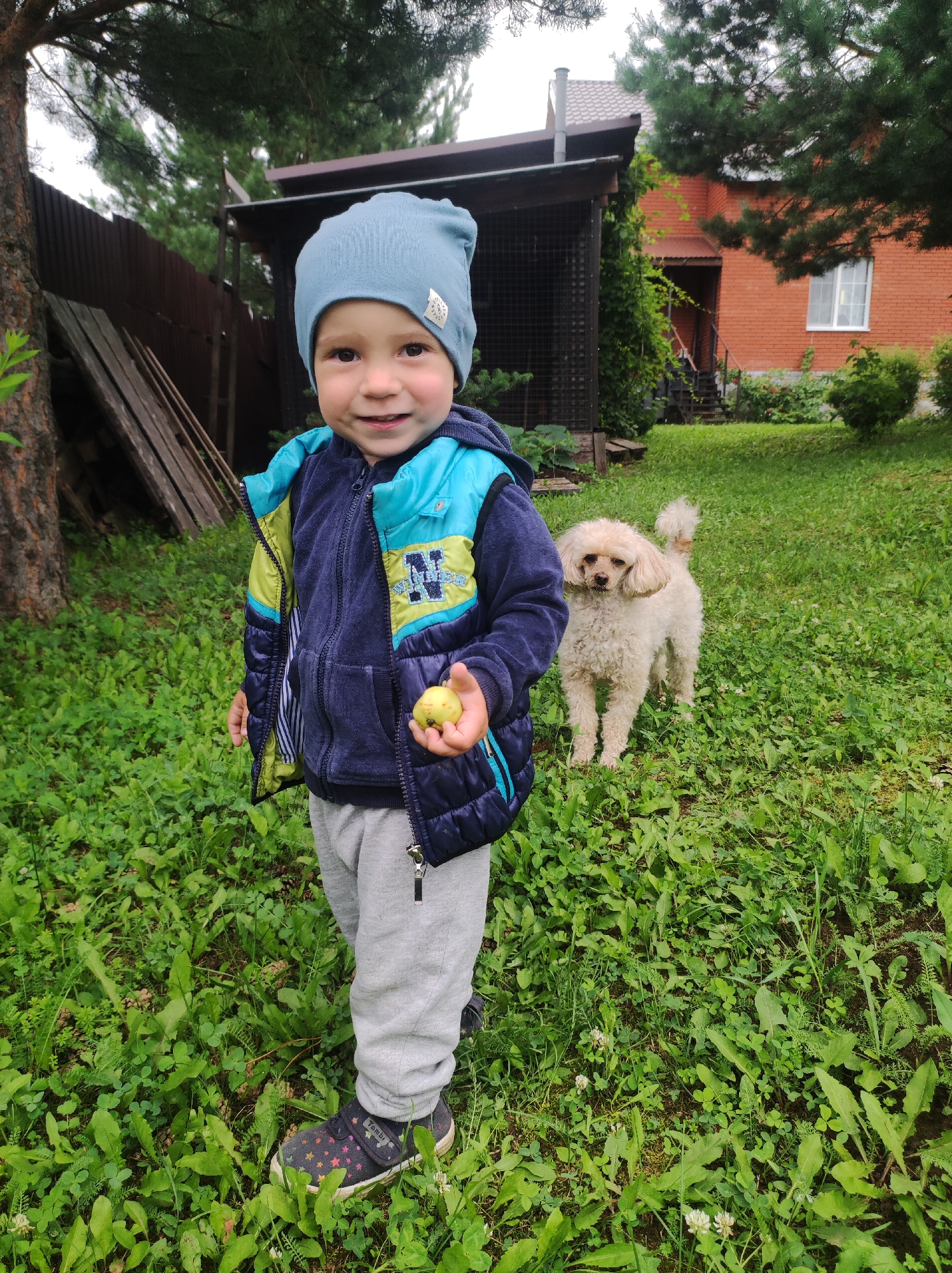 In the city of Fokino, Russia, a young child stands in a grassy yard. The child is wearing a light blue beanie, a dark blue and green puffer vest, and grey sweatpants. The child is holding a small, light-colored fruit in their right hand. Behind the child, a light-colored poodle stands on the grass. In the background, a wooden fence, a small covered structure, and a brick house are visible. The yard is covered in green grass and various plants.