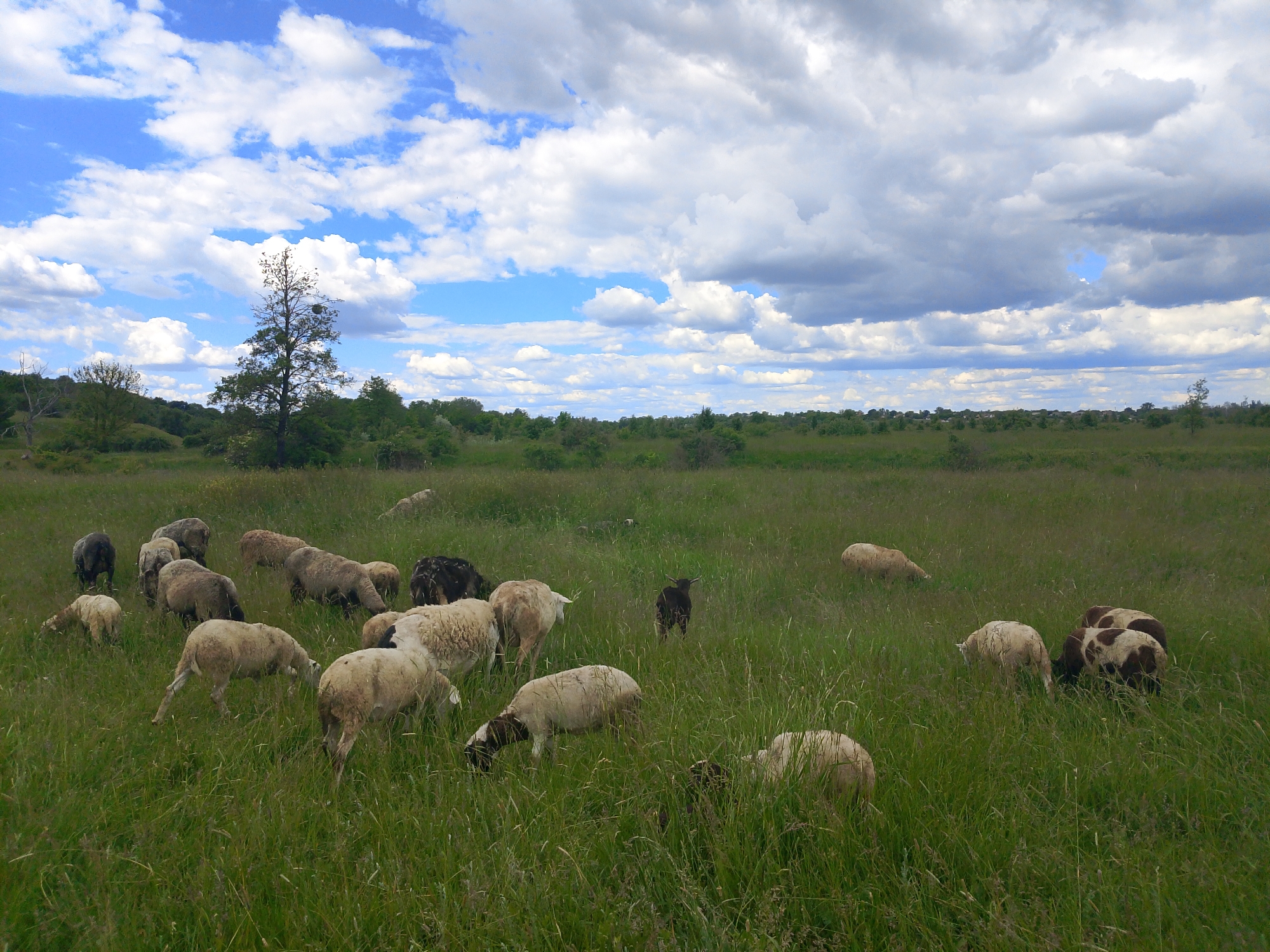 The image depicts a flock of sheep grazing in a field under a partly cloudy sky. The field is covered in tall, green grass. The sheep are of various colors including white, brown, and black. Some are grazing, while others are standing. In the background, there is a line of trees. The location is in a rural area, but the specific city or location is not provided.