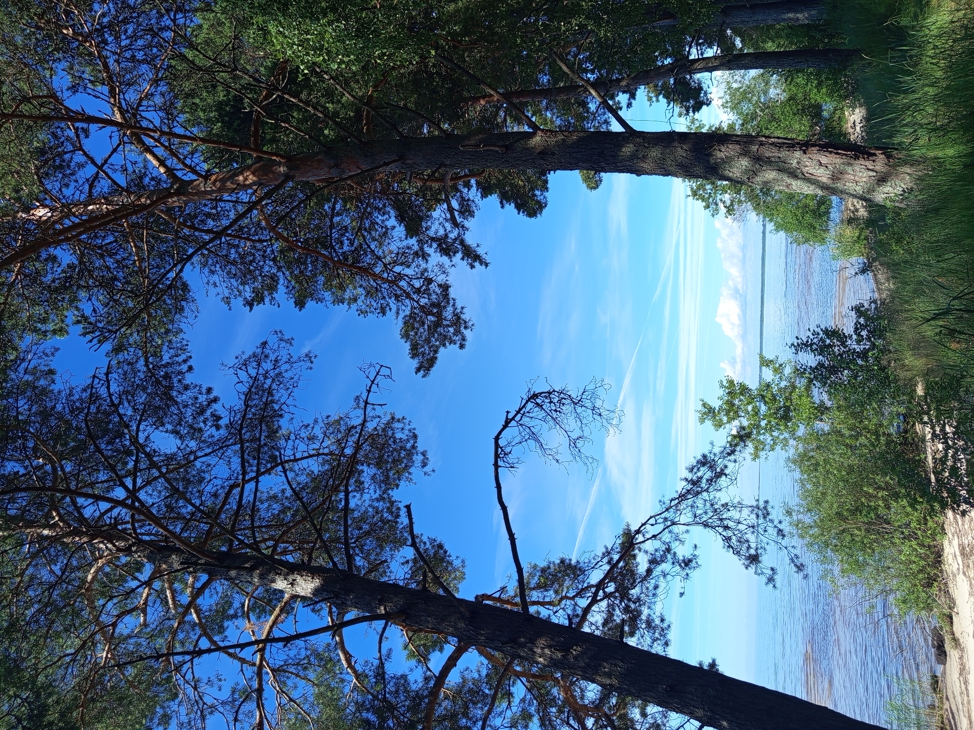 The image captures a serene coastal scene on a bright, clear day, likely at the beach in Podborov'e, Russia. The foreground is dominated by the rough bark of two large pine trees framing a view of a tranquil body of water. One pine tree on the left leans significantly into the frame, its branches reaching upwards and out. The other pine, on the right, stands more upright. Between these trees, a sandy shore is visible, dotted with green foliage and tall grasses. The water, a calm blue, stretches to the horizon where it meets a pale sky marked by thin, white contrails. The overall impression is one of natural beauty and peacefulness, with the pine trees acting as sentinels over the tranquil waters.