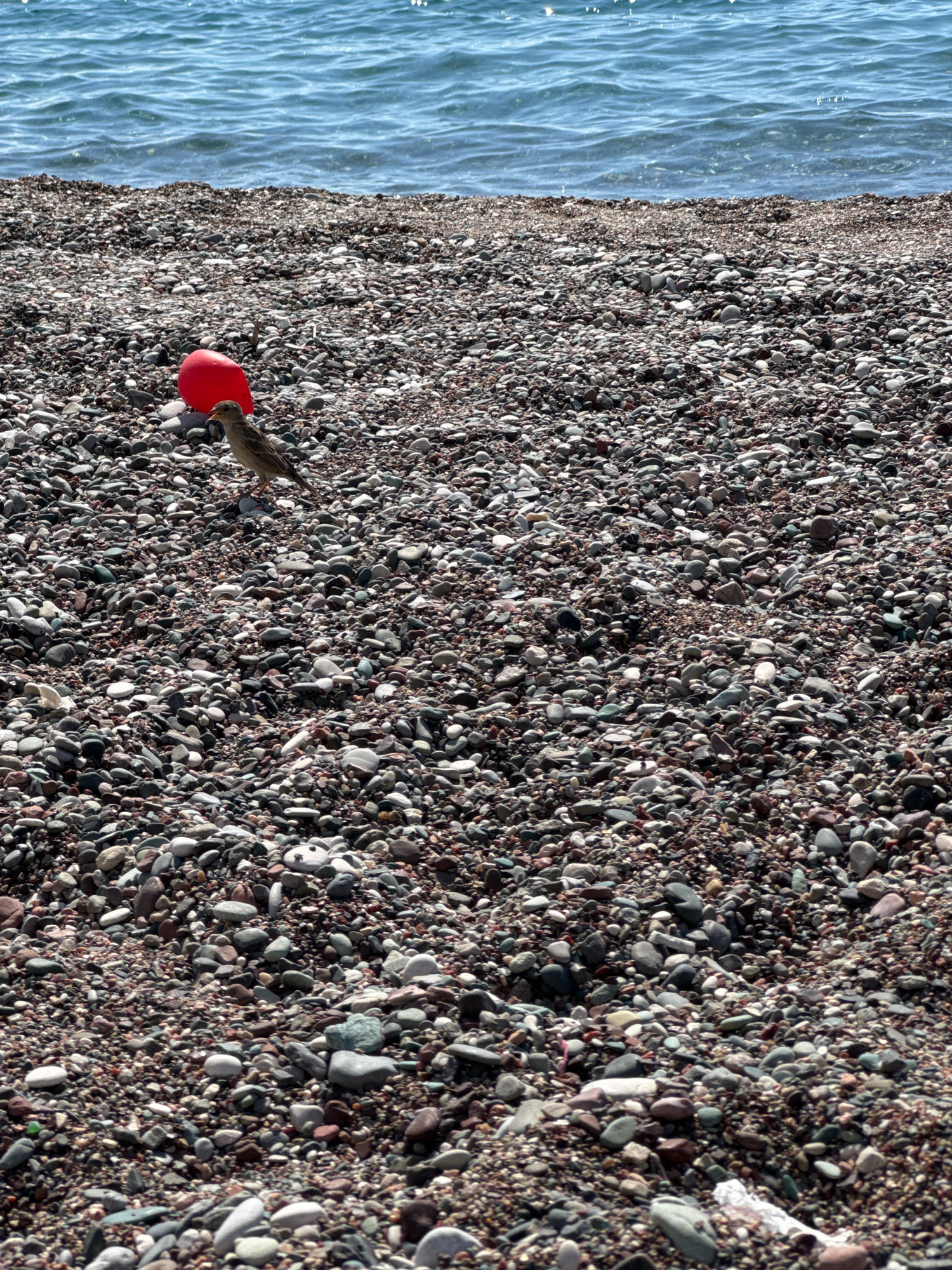 A small, brown bird stands on a pebble beach near the water. A bright red, round object, possibly a small balloon or ball, is near the bird, partially obscured by its body. The water is blue with visible ripples. The beach is covered in a dense layer of variously colored and sized pebbles. The scene is an outdoor environment, likely a coastline, with the sky not visible.