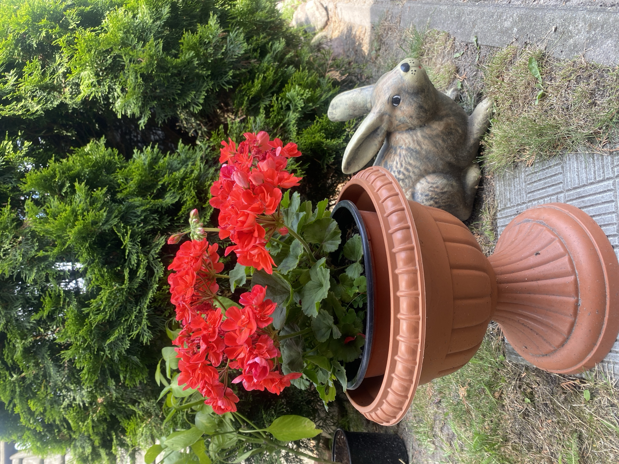 A close-up, eye-level shot captures a vibrant display of red geraniums in a brown planter, positioned on a decorative pedestal in what appears to be a garden. To the right of the planter sits a realistic-looking garden gnome, resembling a rabbit with its ears perked. The rabbit gnome is light brown and gray with dark eyes and a black nose. In the background, lush green foliage from a tall evergreen shrub forms a dense backdrop. The ground is covered with patchy grass and a gray concrete sidewalk runs along the right edge of the frame. The scene is illuminated by natural daylight. This image was taken in Brest, Belarus.