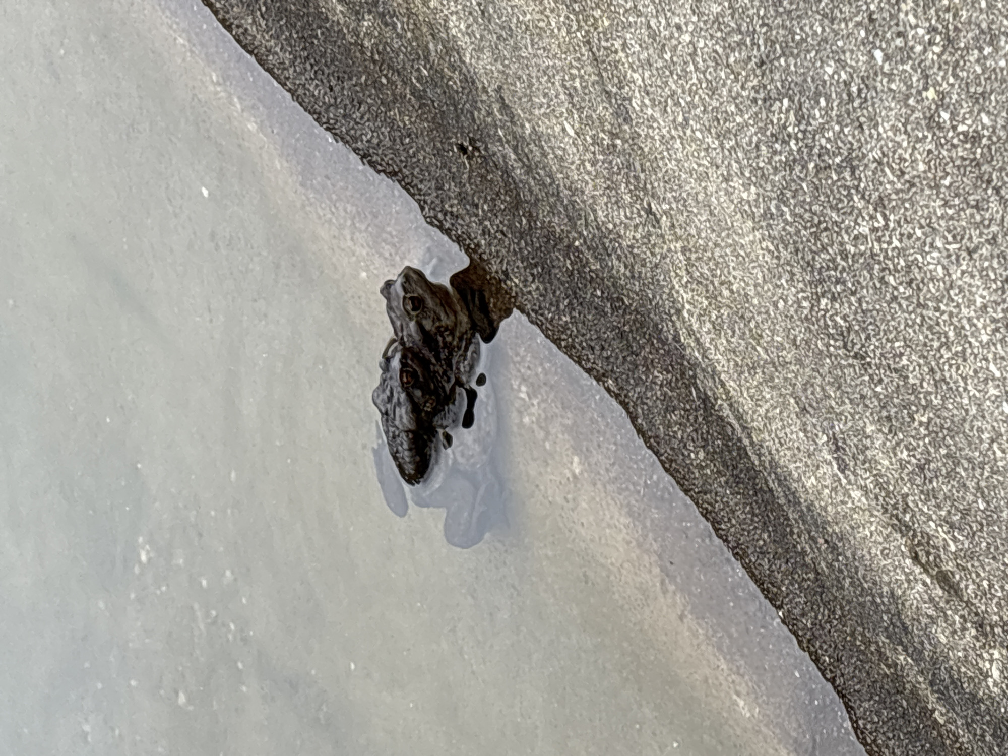 The image captures two dark-colored amphibians, likely toads or frogs, partially submerged in clear, still water next to a rough, dark gray rock formation. Their heads and prominent eyes are visible above the waterline, with one amphibian positioned slightly in front of the other. Reflections of the amphibians and the surrounding rock are discernible on the water's surface beneath them.
The setting appears to be an outdoor natural environment, possibly a riverbank, pond edge, or a rocky area with standing water, consistent with the Blagoevgrad, Bulgaria context. The rock exhibits a detailed, granular texture, indicating its natural origin. The water appears clean and calm, suggesting a peaceful daytime scene. There are no human subjects or visible text in the image. The lighting indicates daylight, with soft shadows and reflections suggesting natural light conditions. The amphibians appear to be at rest, observing their surroundings from the water's edge.
