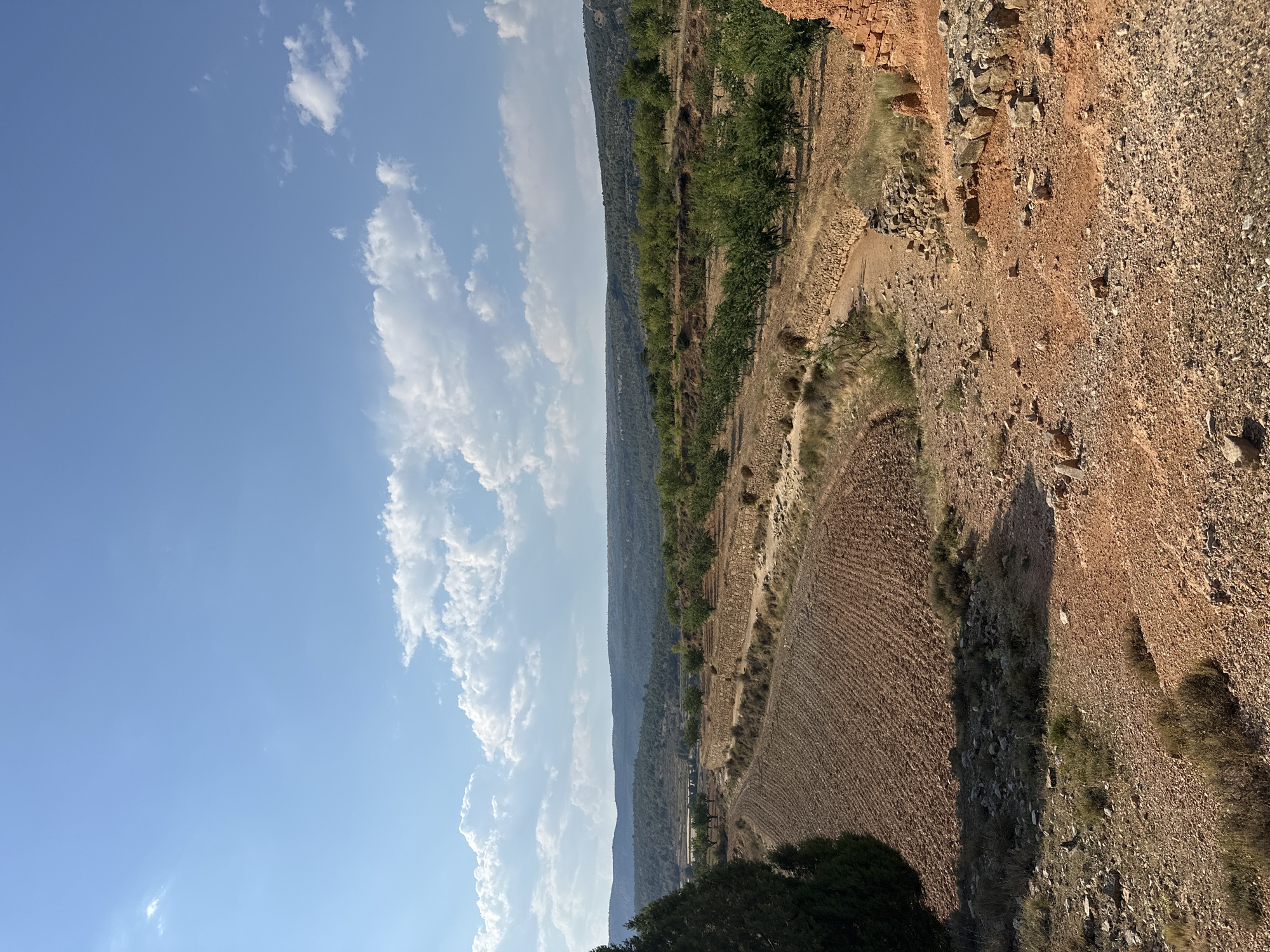 The image depicts a sun-drenched, rural landscape in Alpuente, Spain. In the foreground, the dry, reddish-brown earth is covered with small stones and sparse, dry vegetation. A large, dark green evergreen tree is visible on the left side of the frame, casting a shadow over a section of tilled earth. This tilled field, with its neat rows of soil, occupies a significant portion of the lower left quadrant.
A winding, unpaved path, made of lighter colored earth and scattered stones, cuts through the middle ground. To the right of the path, remnants of stone walls, likely from an old structure, are visible, with some larger rocks and a heap of red clay bricks adding to the scene.
Further into the middle ground, terraced fields are present, lined with low stone walls. Rows of small, green trees, likely fruit trees, are planted on these terraces, suggesting an agricultural area. Beyond the terraces, a gentle slope leads to a backdrop of rolling hills covered in a mix of trees and shrubs, forming a hazy, distant horizon. The sky above is a vibrant blue, punctuated by scattered white cumulus clouds. The lighting suggests it is daytime, likely late morning or early afternoon, given the angle of the sun and the presence of shadows. There are no people or animals visible in the image.