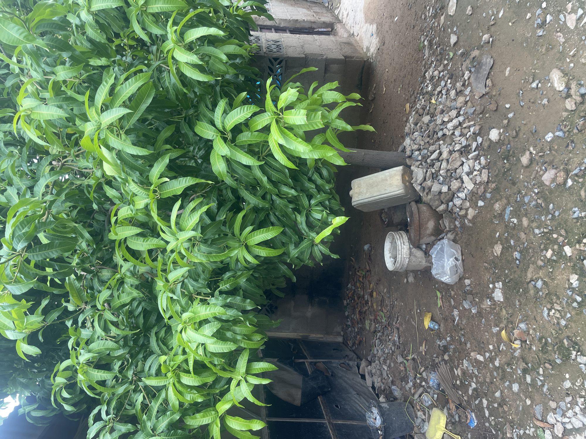 The image depicts an outdoor scene in Jimeta, Nigeria. A large, leafy mango tree dominates the left side of the frame, its vibrant green foliage filling a significant portion of the image. To the right of the tree, a dusty ground is covered with small rocks and debris. Several objects are scattered on the ground, including a white plastic bucket, a rusty metal pipe, a plastic bag containing an unknown item, and a few pieces of yellow plastic. Further to the right, a pathway or less disturbed section of the ground is visible. In the background, a building constructed with cinder blocks can be seen, with a window or opening featuring a blue interior. The overall impression is a somewhat unkempt, everyday outdoor environment. No people are visible, and the time of day and weather conditions are not explicitly indicated, though the natural lighting suggests daytime. There is no visible text in the image.