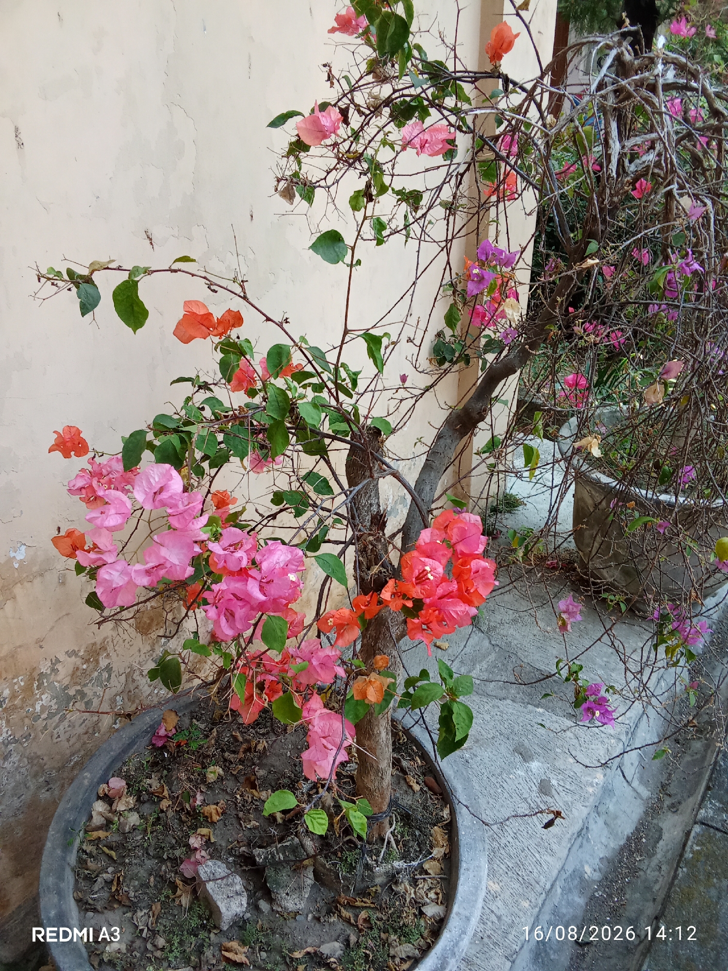 The image depicts a close-up of a blooming bougainvillea plant in a pot, situated outdoors. The plant exhibits vibrant pink, orange, and purple bracts, characteristic of bougainvillea flowers, against a backdrop of a weathered beige wall and a concrete ground. The plant is in a large, dark-colored pot, with dry leaves and soil visible around its base. In the background, another bougainvillea plant, seemingly larger and more overgrown, with dried branches and sporadic blooms, is partially visible. The overall scene suggests an urban setting, possibly a garden or a pathway, given the presence of the wall and concrete. The date stamp in the lower right corner indicates "16/08/2026 14:12", suggesting the photo was taken on August 16, 2026, at 2:12 PM. The watermark "REDMI A3" in the lower left corner indicates the device used to capture the image. Based on the presence of bougainvillea, a common ornamental plant in Indonesia, and the architectural style of the wall, this scene is likely located in Surakarta, Indonesia.