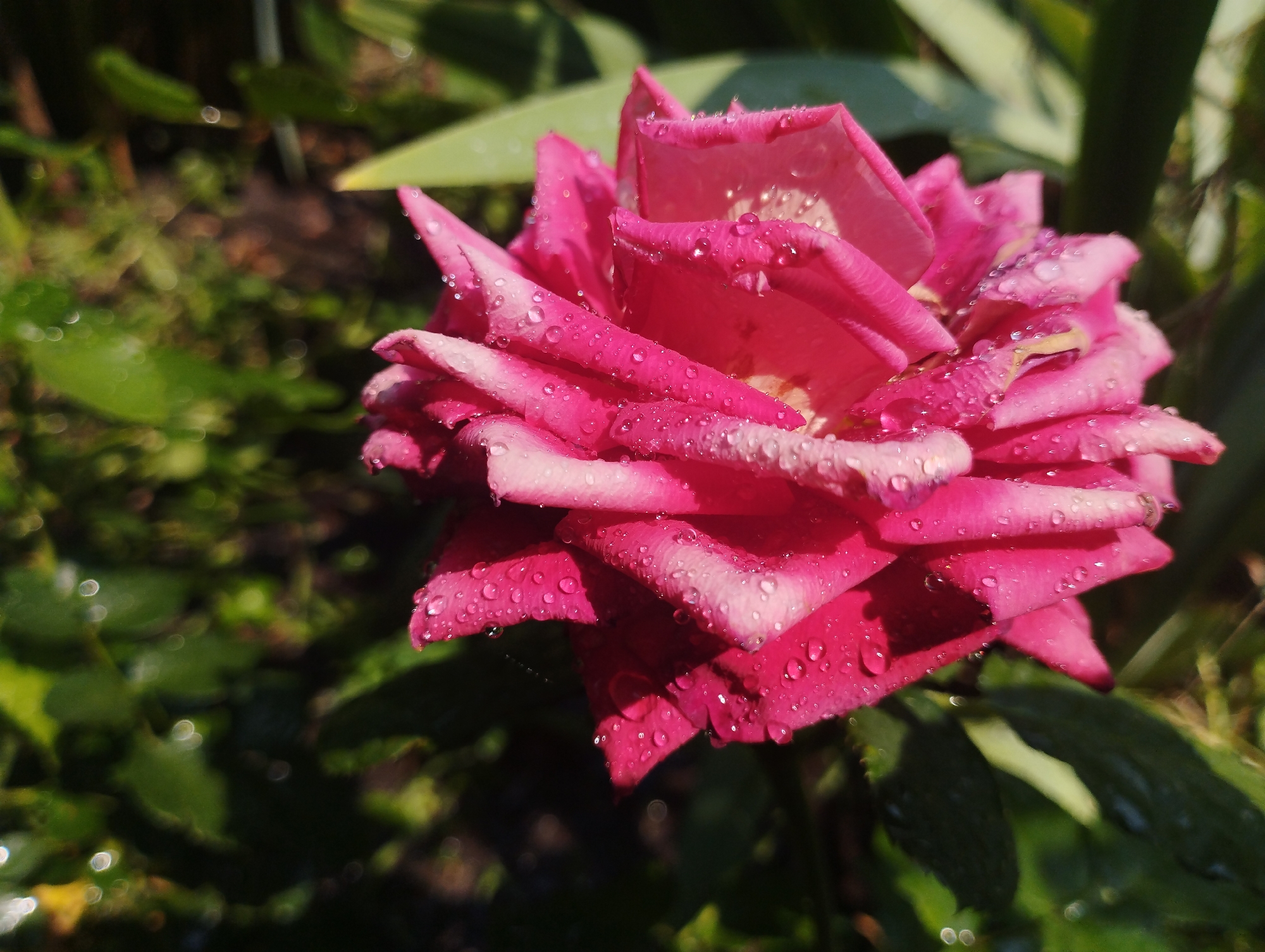 The image shows a close-up of a pink rose with water droplets on its petals. The rose is in focus, with its delicate petals unfurling. The water droplets glisten, suggesting recent rain or dew. The background is blurred, featuring green foliage and dark soil, indicating an outdoor setting. The lighting suggests it is daytime, possibly morning or late afternoon due to the soft shadows. The overall mood is serene and natural, highlighting the beauty of the flower after a rain shower. There is no visible text in the image. The location context is Baryshivka, Ukraine.