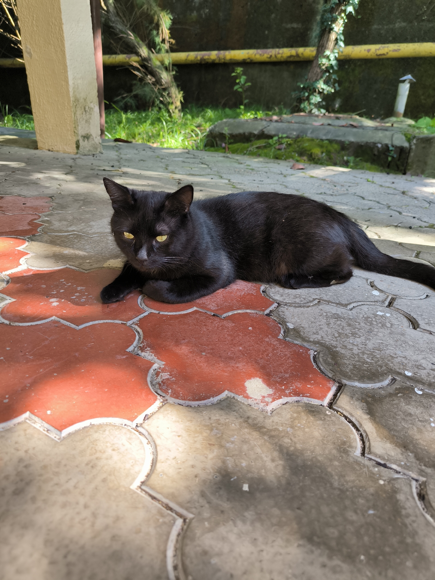 A black cat with bright yellow eyes lies on a paved outdoor area. The paving stones are in a decorative pattern of red and grey. The cat is lying down with its front paws tucked beneath it and its tail extended to the right. The cat appears to be looking towards the viewer. In the background, there is a wall with ivy growing on it and a yellow pipe running horizontally across it. There is also some greenery and a concrete structure with moss. The image appears to have been taken in a courtyard or garden area, possibly in Sochi, Russia, given the presence of lush vegetation and the architectural style.
