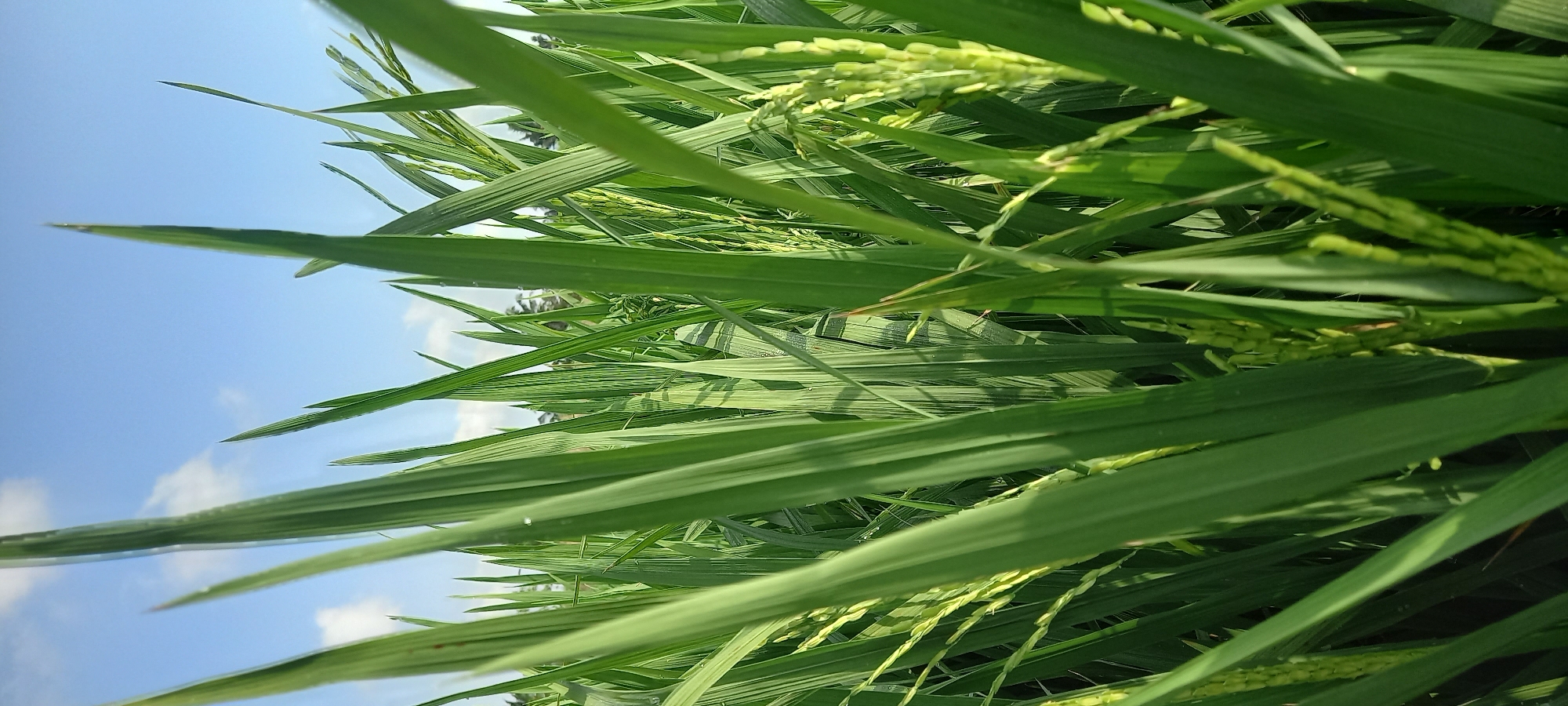 An extreme close-up shot of a rice paddy in Sidamulya, Indonesia, captures the texture and vibrancy of the rice plants under a bright blue sky with scattered white clouds. The perspective is low, looking upwards through the dense, green stalks of rice, many of which are laden with developing grain. The leaves are long and slender, some showing faint streaks of sunlight and shadow, indicating a sunny day. A few small water droplets can be seen on some of the leaves, suggesting recent irrigation or dew. The background is blurred, hinting at the vastness of the rice field and the distant treeline. The image is dominated by shades of green and blue.