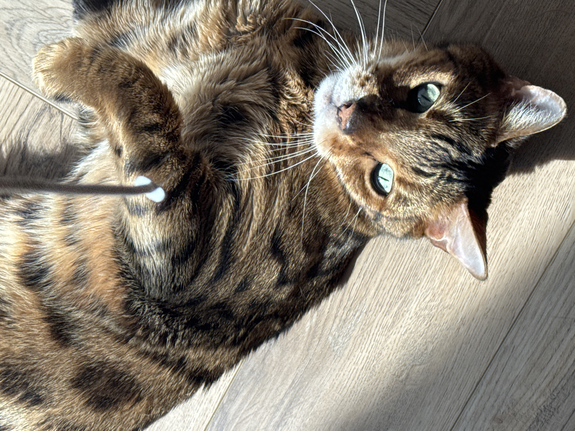 A Bengal cat is lying on its back on a wooden floor. The cat's fur is brown with black spots and stripes. Its eyes are green and wide open. The cat's mouth is open, revealing its teeth. A thin string is dangling above the cat's head. Sunlight streams in from the left, casting shadows on the floor.