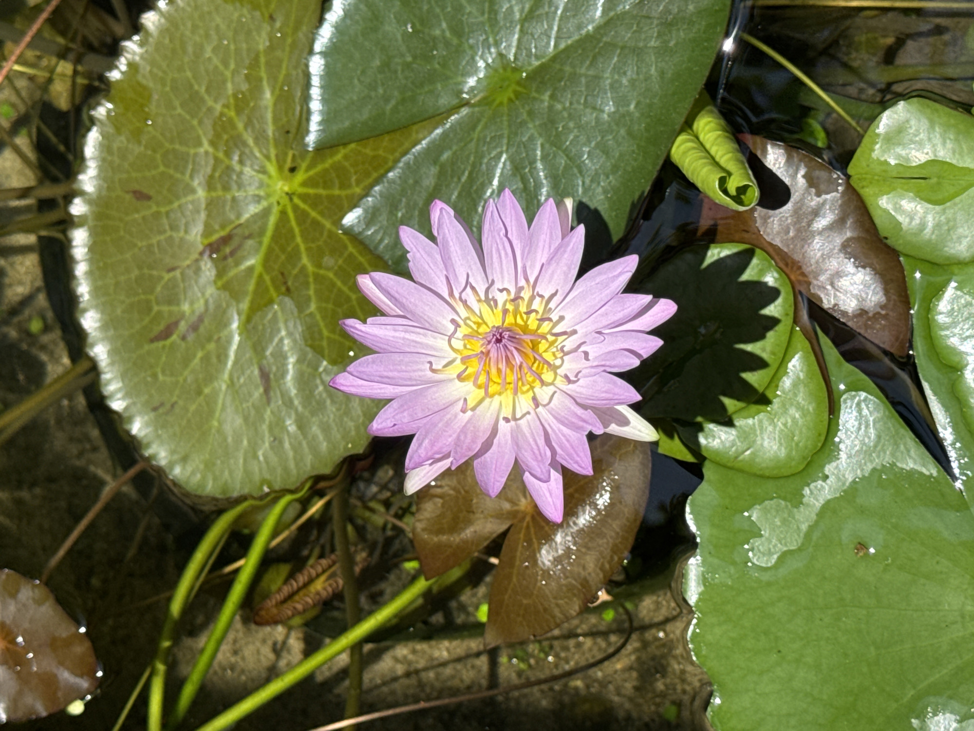 The image features a close-up, high-angle view of a water lily in bloom, surrounded by lily pads. The flower has lavender petals and a yellow center. The lily pads are various shades of green and brown, some with water droplets. Some stems are visible in the water. The setting appears to be a water garden or pond in daylight. There is no verifiable evidence to confirm that this image was taken in Đà Nẵng, Vietnam.