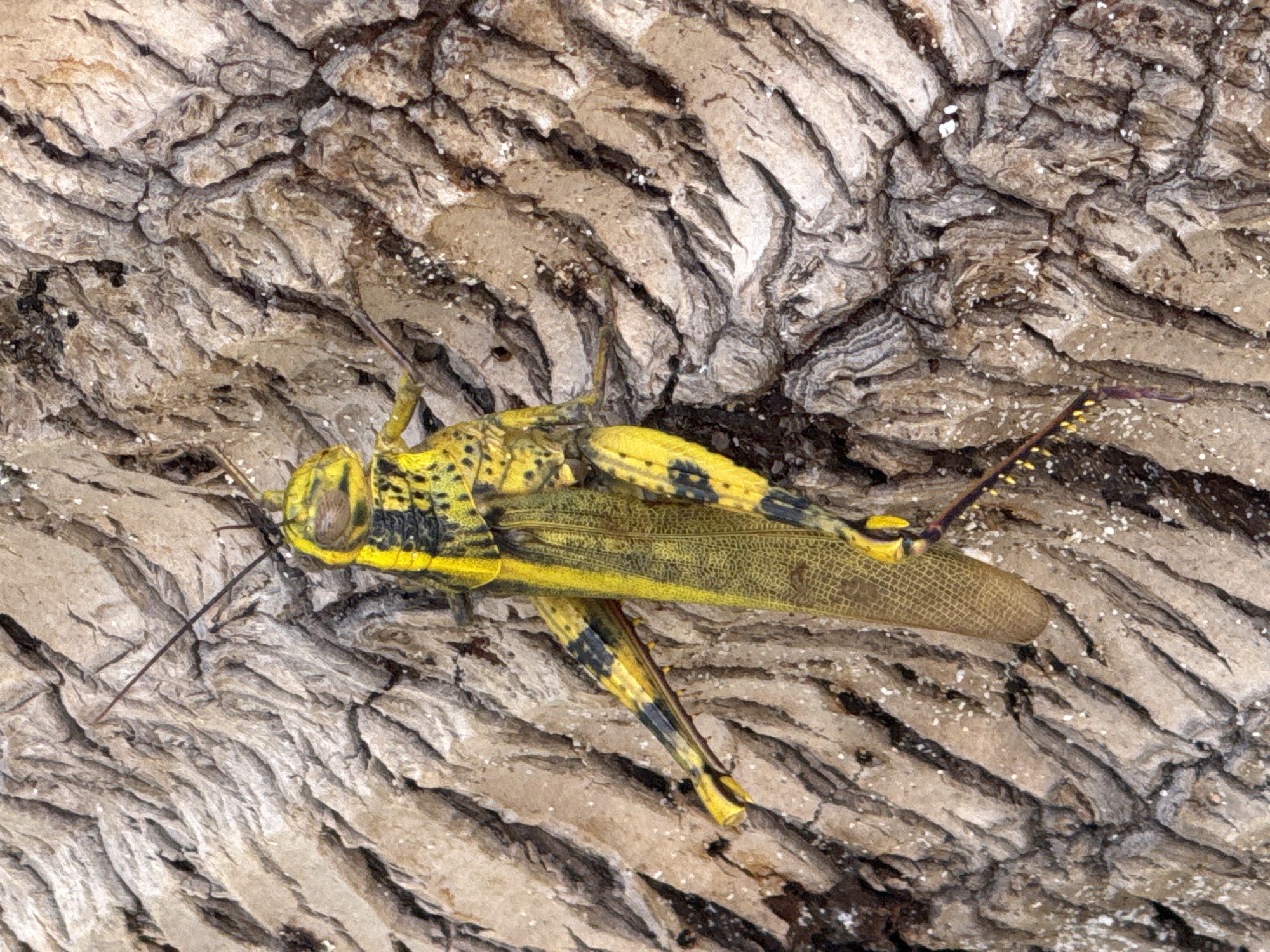 An orthopteran insect, characterized by a predominantly yellow body with distinct black striping and spotting, is depicted resting diagonally on deeply furrowed tree bark. The insect's head, thorax, and abdomen are yellow with black patterns. Its large hind legs are yellow with prominent black bands, and transparent, yellowish-green forewings displaying visible venation cover its dorsal surface. Two long, dark antennae extend from its head. The tree bark is textured with irregular ridges and grooves, appearing in shades of grey, brown, and light tan. Small, white particulate matter is scattered across the bark's surface. The scene is located in Baan Chaweng Noi, Thailand.