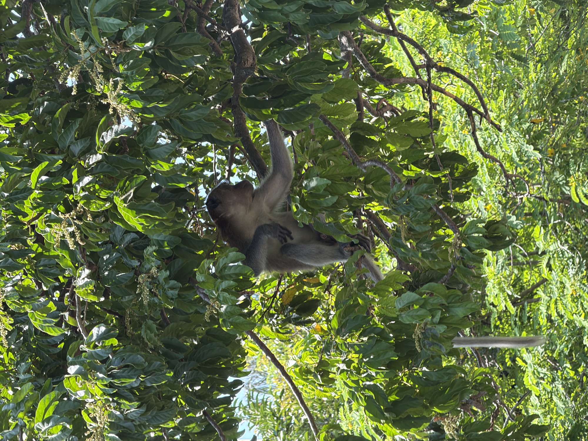 In Vĩnh Lương, Vietnam, a monkey is perched on a tree branch, its body angled towards the right. The monkey, with gray fur and a lighter-colored face, is sitting with its legs bent and its arms resting on the branch. Its tail is not visible in the frame. The monkey is surrounded by lush green foliage, with leaves and branches filling the image. Sunlight filters through the leaves, creating a dappled effect. The background shows more greenery and hints of a bright sky.