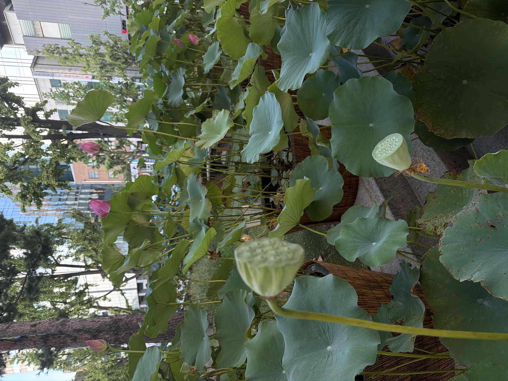 The image captures a serene outdoor scene featuring a cluster of lotus plants with large, green leaves and several pink lotus flowers. One prominent lotus seed pod is in the foreground, slightly out of focus. In the background, modern city buildings and trees are visible, suggesting an urban setting. The presence of bamboo planters and stone steps indicates a cultivated garden or park area. Based on the architectural style of the buildings and the overall ambiance, this scene is likely located in Seoul, South Korea, possibly in an area like the Seoul Forest or a similar urban park that incorporates water features and natural elements amidst the cityscape. There are no people or animals visible in the image.