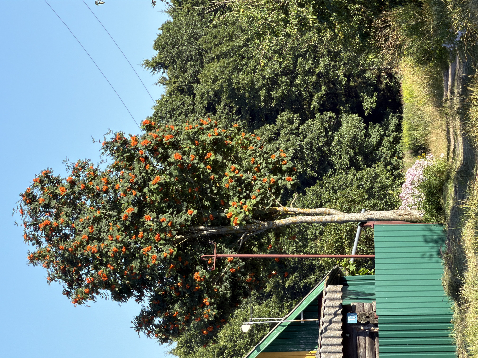 A rowan tree laden with bright orange berries stands prominently in the foreground, its branches reaching towards a clear blue sky. To the left of the tree is a section of a wooden house with a yellow and green painted roof, and a corrugated roof overhanging a wooden wall. A green corrugated metal fence runs along the front of the property. Behind the tree and house, a dense forest of green trees forms a thick backdrop. A dirt path leads into the forest from the lower right of the image. Electrical wires are visible strung across the sky. The scene appears to be in a rural area, possibly within the Валевачскі сельскі Савет region of Belarus, given the context of the provided information.
