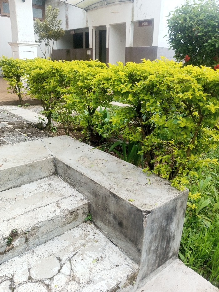 The scene depicts an outdoor area in Nghĩa Đồng Commune, Vietnam, characterized by a combination of paved surfaces, landscaped greenery, and a utilitarian building structure. In the foreground, a series of worn concrete steps and a concrete landing occupy the lower-left, exhibiting cracks, erosion, and dark grey staining. Patches of small green vegetation grow from the cracks in the concrete. A low concrete wall or planter box defines the right edge of these steps.
Immediately behind the steps, running horizontally across the midground, is a row of vibrant, light green shrubs, meticulously trimmed into a low hedge. To the left of these shrubs, a narrow pathway paved with dark, possibly cobblestone, material is visible. To the right of the shrubs, the ground consists of untamed green grass and other leafy plants.
The background features a building with a two-tone facade: a light-colored (white or off-white) upper section and a darker brown or grey lower section. Several dark, recessed doorways or archways suggest entrances. A sign reading "PRIA" in black letters on a white rectangular plaque is affixed to the building's facade, indicating a male facility. Above portions of the building, a light-colored, possibly translucent, roof structure is visible. To the far left, a slender, small tree with sparse foliage stands. To the far right, a denser, darker green tree with a few visible red flowers (possibly hibiscus) provides additional greenery. No individuals are present in the image, and no active interactions or specific actions are depicted. The lighting is diffuse, suggesting an overcast day.