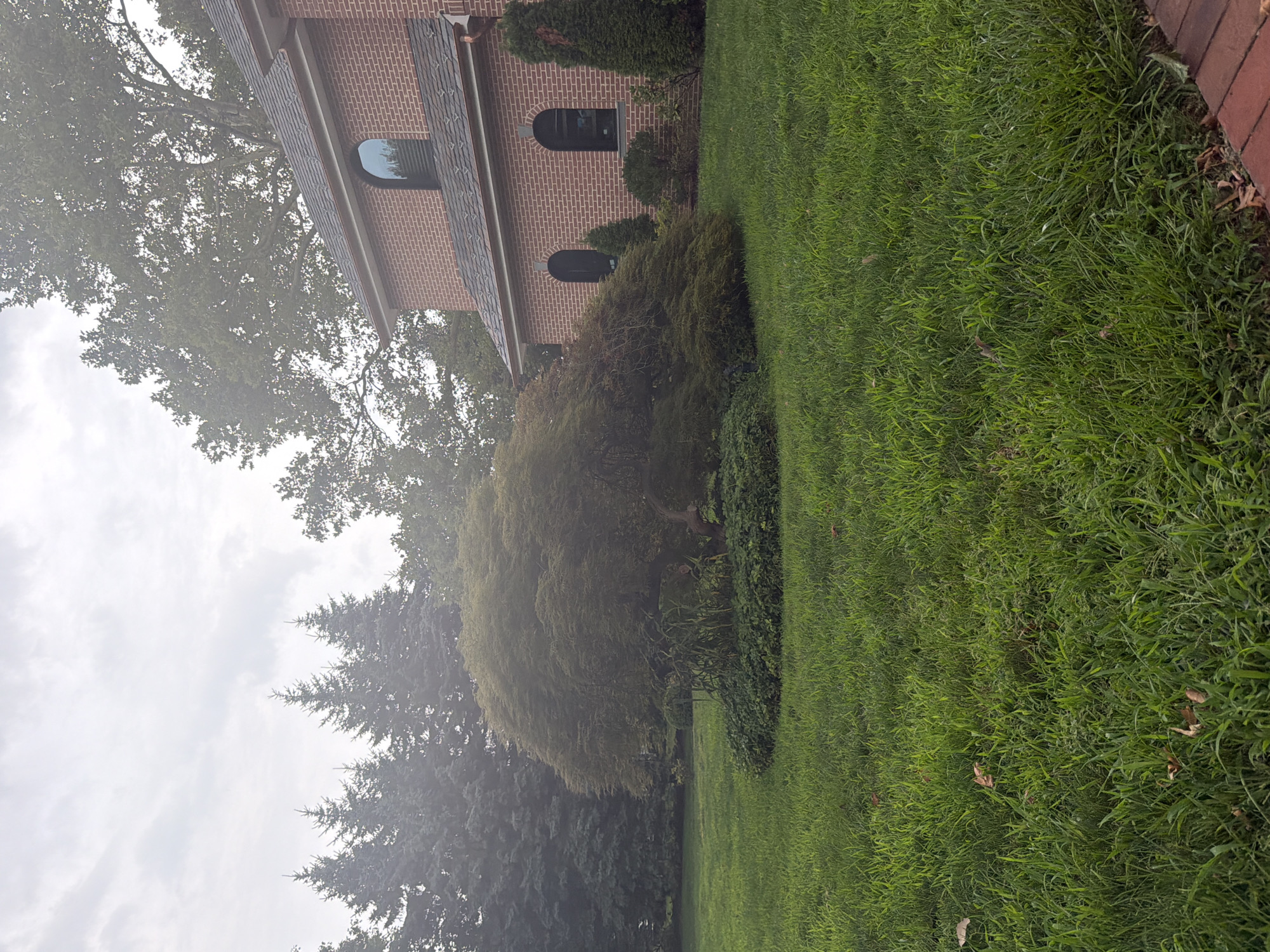 This is a wide-angle, eye-level, outdoor photograph of a residential property on a cloudy day. In the foreground, a well-maintained green lawn dominates the scene. A paved brick walkway is visible in the bottom right corner. In the middle ground, a large, mature Japanese maple tree with dense, green foliage is the central focus. The tree is surrounded by a circular bed of ivy. Behind the tree, a large brick house with a dark roof and arched windows is visible on the right side of the frame. Several evergreen trees and other mature trees are present in the background, some partially obscured by fog or mist. The overall impression is one of a tranquil, suburban landscape.