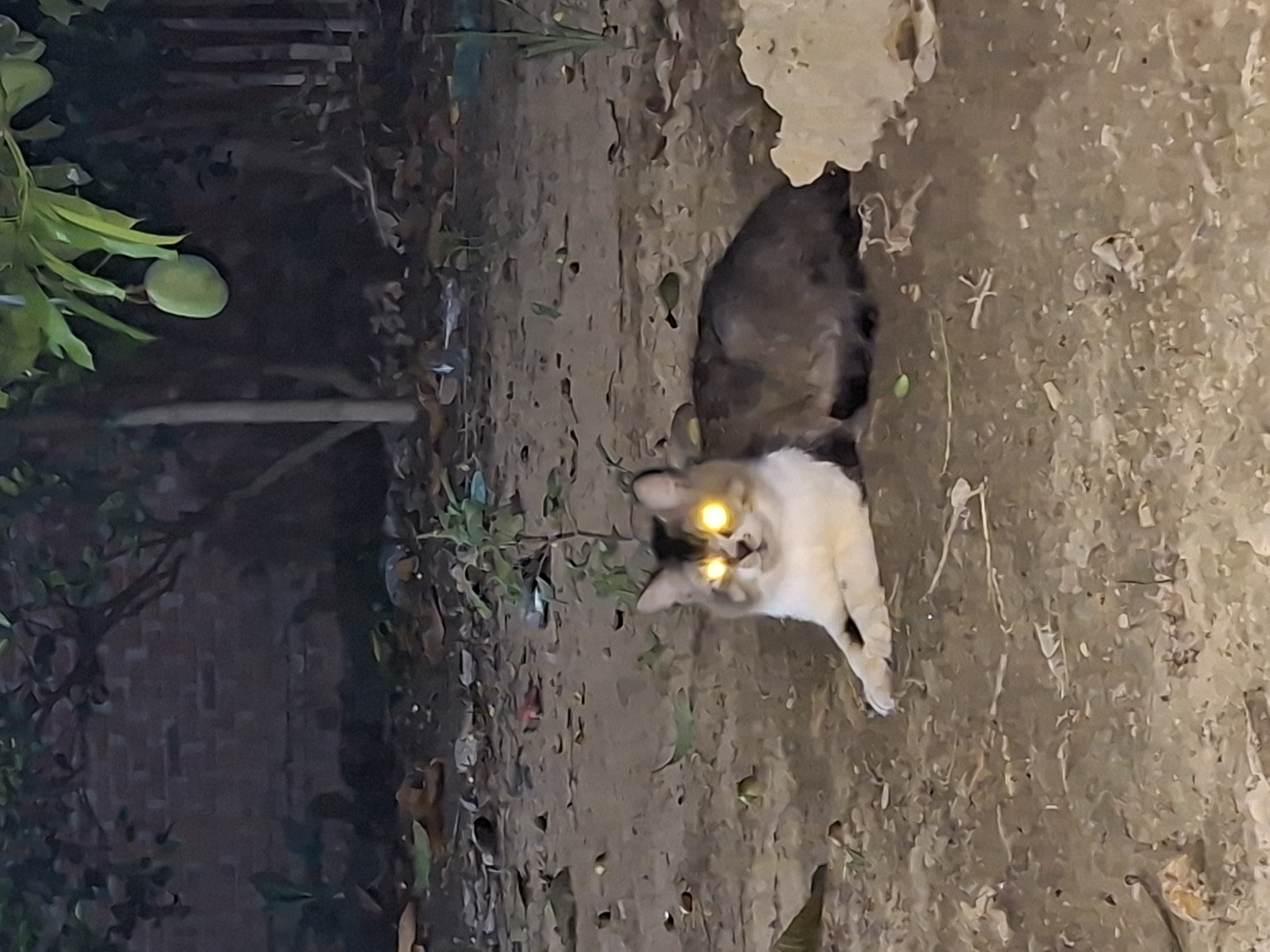 This media file captures an outdoor scene at night, likely in a garden or yard in Kutaglumpang, Indonesia. The main subject is a domestic cat, which appears to be a tabby with cream and brown fur, resting or lying on the dirt ground. The cat is looking directly at the camera, and its eyes are intensely glowing yellow, a clear indication that the photo was taken with a flash in low light conditions.
The setting consists of a rough, earthy ground scattered with dry leaves and small debris. To the left, there is lush green foliage, including a distinctive light green, unripe fruit, possibly a papaya, hanging from a branch. In the deeper background, glimpses of darker, possibly brick or masonry structures are visible, suggesting the presence of walls or other architectural elements. An irregular, light-colored patch on the far right edge of the image might be part of a structure or natural rock formation. The scene evokes a quiet, natural environment illuminated abruptly by the camera's flash, with the cat's glowing eyes being the most striking feature. There is no visible text in the image.
