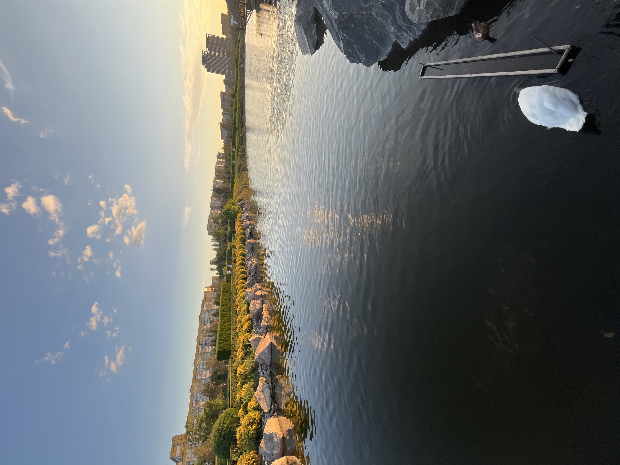 This is an eye-level, wide shot of a body of water in a park. The water takes up the majority of the frame, with ripples visible. In the background, there is a city skyline with buildings of various heights, including some modern high-rises. The sky is blue with scattered white clouds. Along the edge of the water, there is a line of yellow flowers and large rocks. In the lower right corner of the image, a white swan is visible in the water, next to a long, narrow wooden structure. A duck is also visible swimming in the water to the right of the swan. The scene appears to be set at sunset or sunrise, given the warm lighting and the golden hues in the sky and reflecting on the water. The location is likely Dnipro, Ukraine, given the distinctive architecture of the buildings in the background and the presence of a park with a body of water.