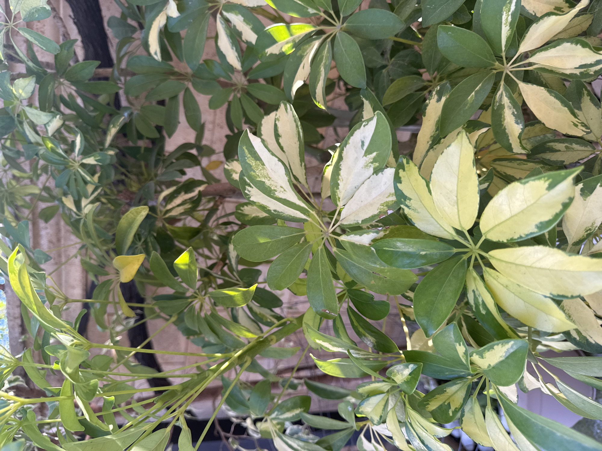 The media file is a close-up, top-down shot of variegated umbrella tree leaves, likely outdoors given the natural lighting. The leaves exhibit a prominent variegation of green and cream, with some leaves being entirely green or entirely cream, while others display distinct patches or margins of each color. The overall impression is one of lush foliage. The background is blurred, but appears to be a textured surface, possibly a wall or fence, in a light brown or tan color. Thin, dark vertical elements are visible, which could be parts of the plant's stem or supports. The lighting suggests it is daytime, with sunlight filtering through the leaves, creating highlights and casting shadows, indicating it's likely a sunny day. There are no people, text, or specific events captured in this image; it focuses solely on the plant's foliage. The location context provided is Sokhumi, Abkhazia, which aligns with the presence of outdoor foliage.