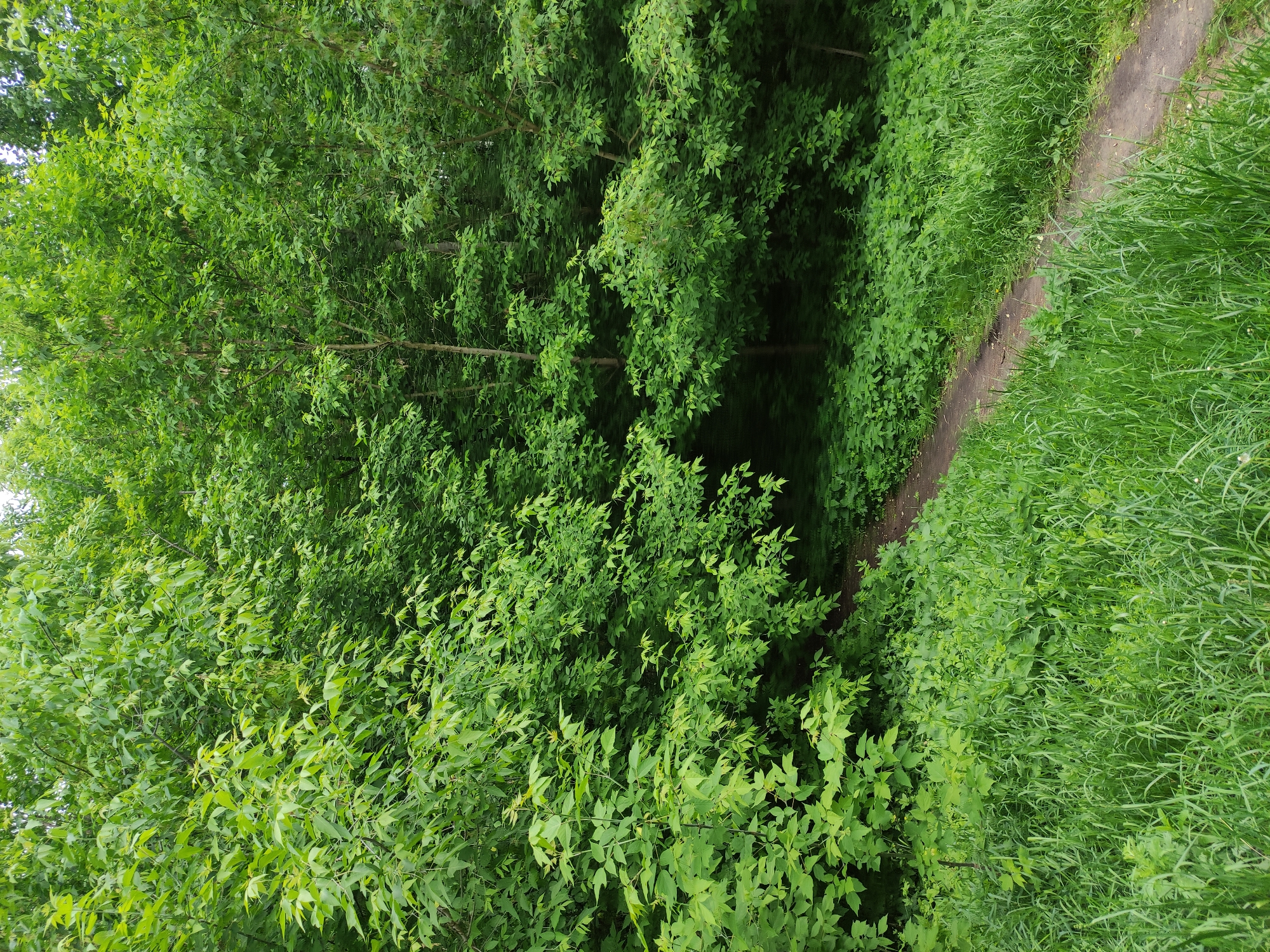 A dirt path cuts through a dense thicket of green foliage. The path is narrow and winding, with tall grass growing along its edge. The thicket is composed of a variety of trees and bushes, creating a lush and overgrown environment. The image is taken from a high vantage point, looking down on the scene. The location is Unknown, Unknown.