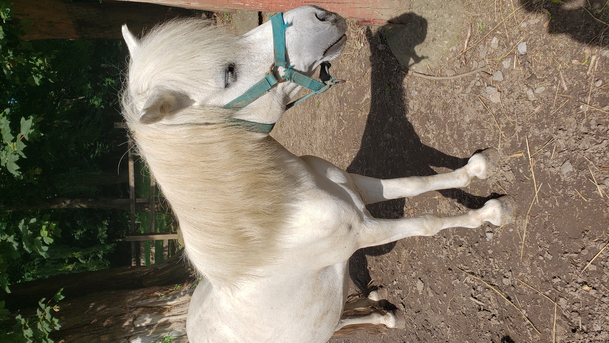 A white pony stands in a dirt enclosure with scattered straw and small rocks. The pony is facing right, with its head lowered and slightly turned. It has a long, shaggy mane and is wearing a teal halter. Behind the pony, a wooden fence can be seen, with trees and foliage beyond it. The ground is uneven and appears to be dry. The lighting suggests it is daytime, with sunlight casting shadows on the ground. The image does not provide any specific details that would place it in the city of Prešov, Slovakia.