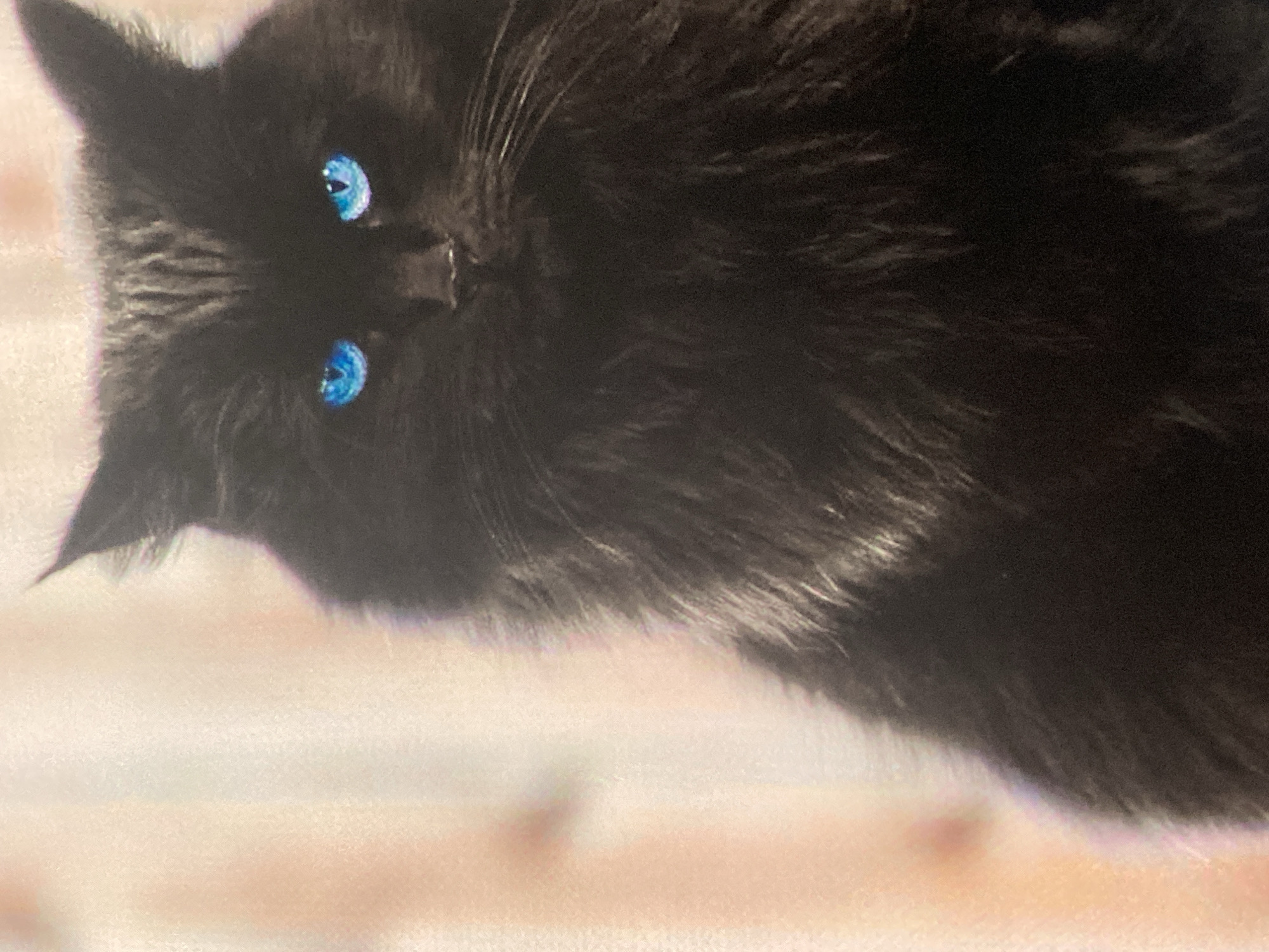 A black cat with bright blue eyes is shown in a close-up portrait. The cat has long, fluffy fur and is looking directly at the camera. The background is a soft, blurry pastel color, with vertical stripes of light pink and beige. There is no indication of the cat's location in Ustyvytsia, Ukraine, or any other specific city.
