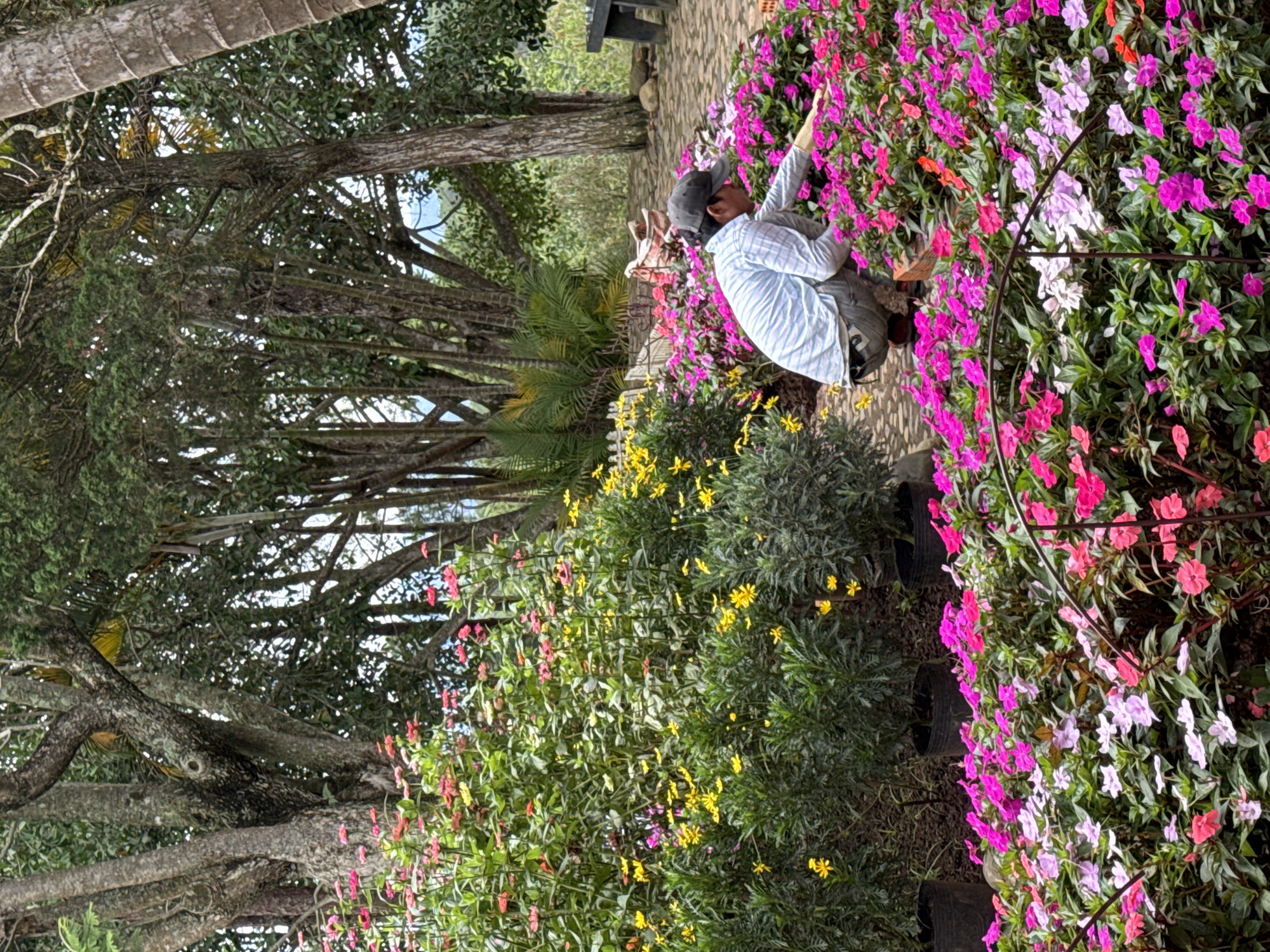 The image captures a vibrant outdoor garden scene under natural daylight. The main subject is a person, likely male, wearing a light blue and white striped long-sleeved shirt, dark pants, and a dark baseball cap. The individual is crouched down, facing away from the viewer, with one arm extended towards a dense bed of flowers. This posture suggests they are either tending to, admiring, or photographing the flowers.
The garden is rich with flora. Immediately in front of the person is a prominent section of blooming flowers in various shades of pink, purple, and red. To the person's left, another large flowerbed features numerous bright yellow flowers interspersed among green foliage. The background is dominated by several large trees with robust, textured trunks and a canopy of lush green leaves, suggesting a mature and established garden or park setting. Part of a palm tree trunk is also visible in the upper portion of the image.
The ground where the person is kneeling and the surrounding area appears to be a paved or stone pathway. A dark bench is partially visible in the mid-background. The bright, even lighting indicates it is daytime, and the abundance of healthy plant life points to fair weather conditions. Given the context of Da Lat, Vietnam, this scene evokes the beauty of a botanical garden or a public park in a tropical or subtropical climate. There is no visible text in the image.