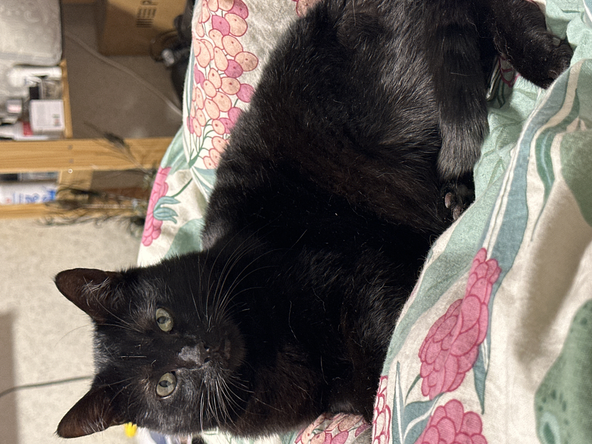 A black cat with green eyes is lying on a patterned blanket. The blanket features pink flowers and green leaves on a white background. The cat is positioned with its head near the bottom left of the frame, looking directly at the viewer. A tail and other paws are visible at the top right corner. A wooden shelf with various items is visible in the blurred background, with some dark objects and potential plants in the far background. The scene is indoors and appears to be a domestic setting. The cat is lying in the blanket. The location in the city of Chaikovsky, Russia cannot be determined from the context provided.